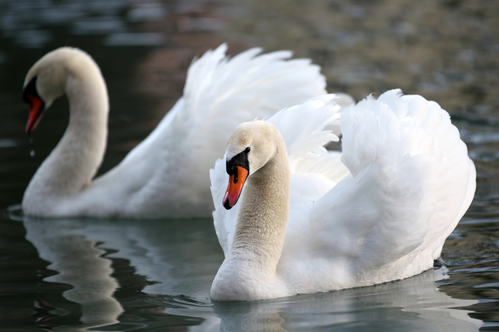 Sigma 70-200mm F2.8 EX DG OS HSM sample photo. Swans photography
