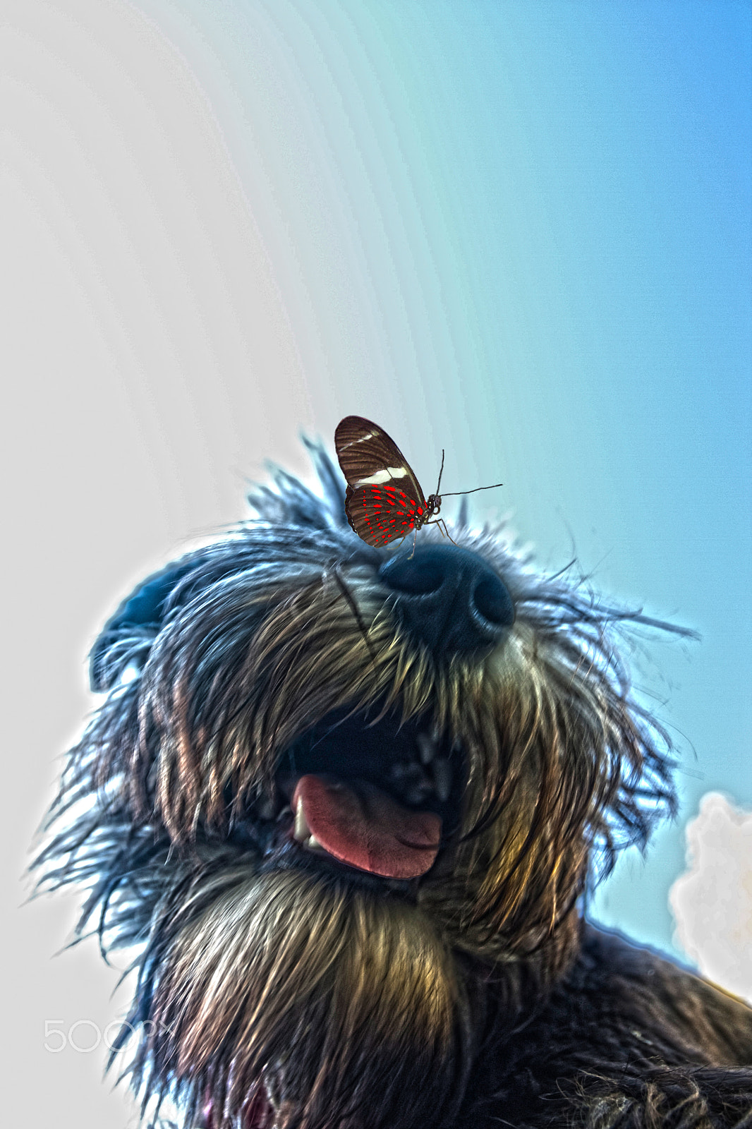 Canon EOS 40D + Canon EF 17-40mm F4L USM sample photo. Broose and butterfly photography