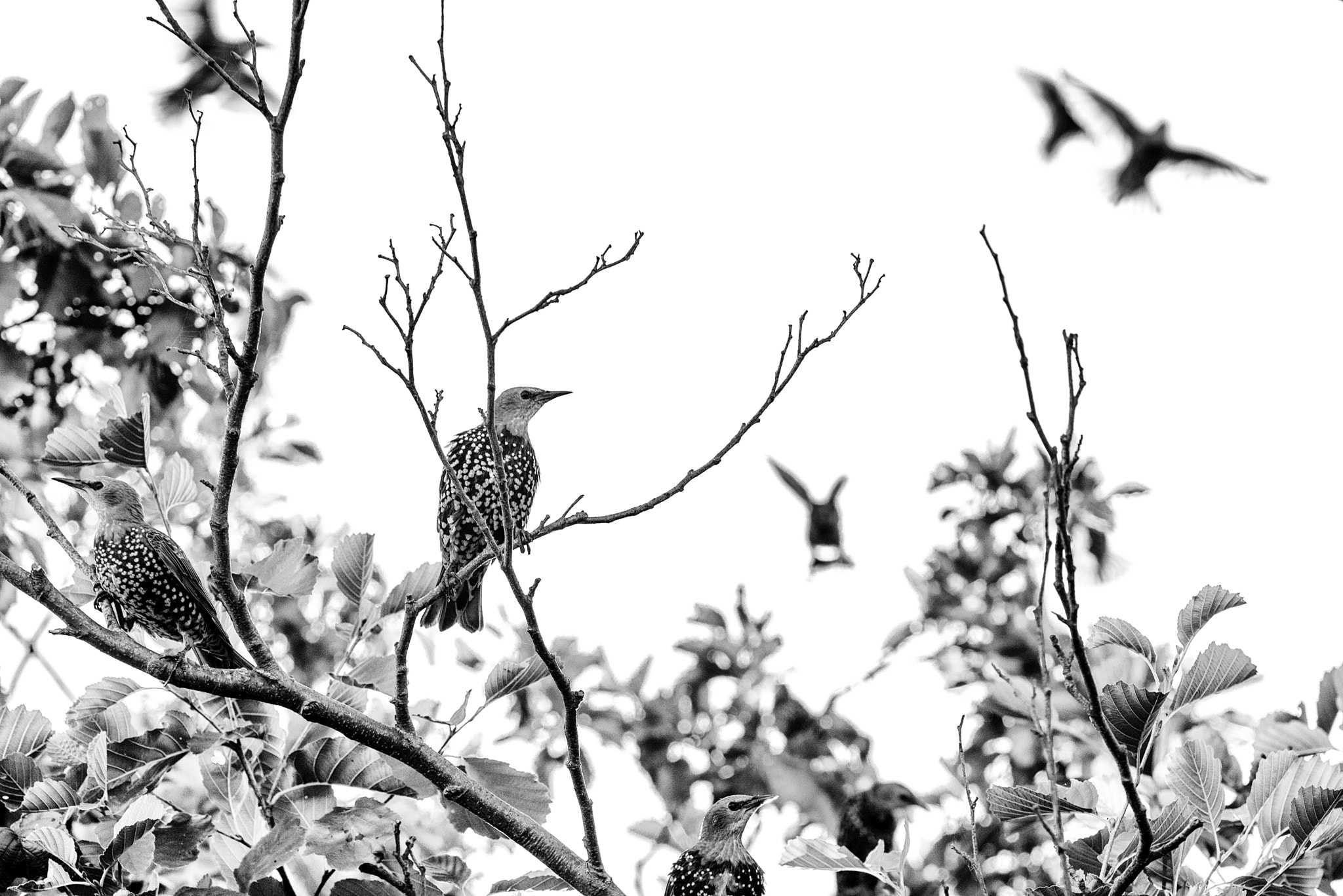 Sigma 70-200mm F2.8 EX DG OS HSM sample photo. A tree full of birds photography