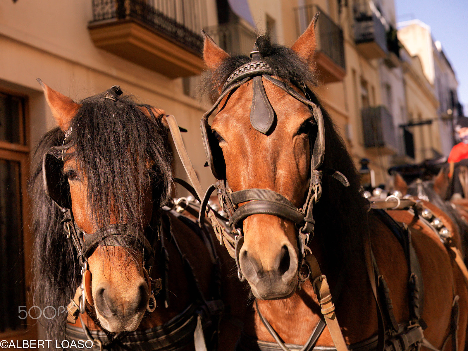 Hasselblad CF-39 sample photo. Festa sant antoni photography