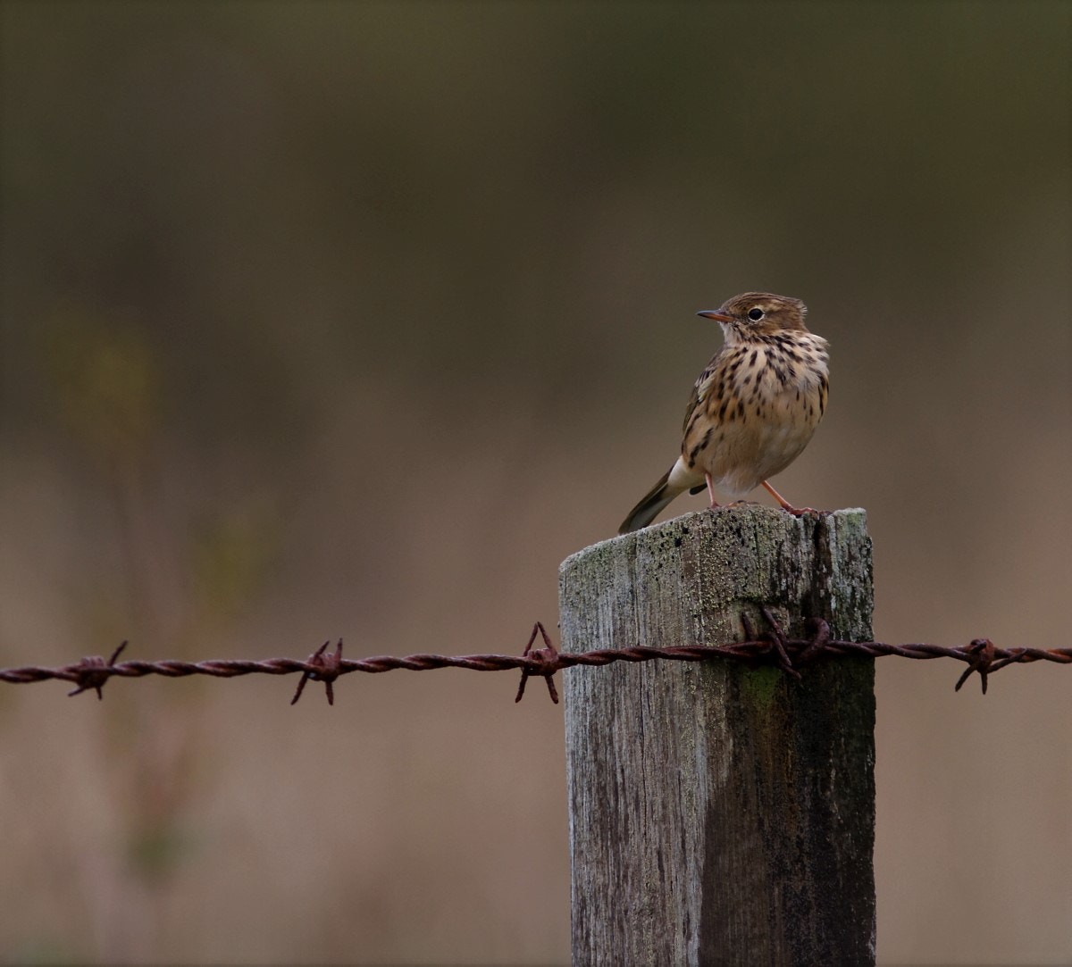 Canon EOS 7D + Canon EF 300mm F4L IS USM sample photo. Meadow pipit photography