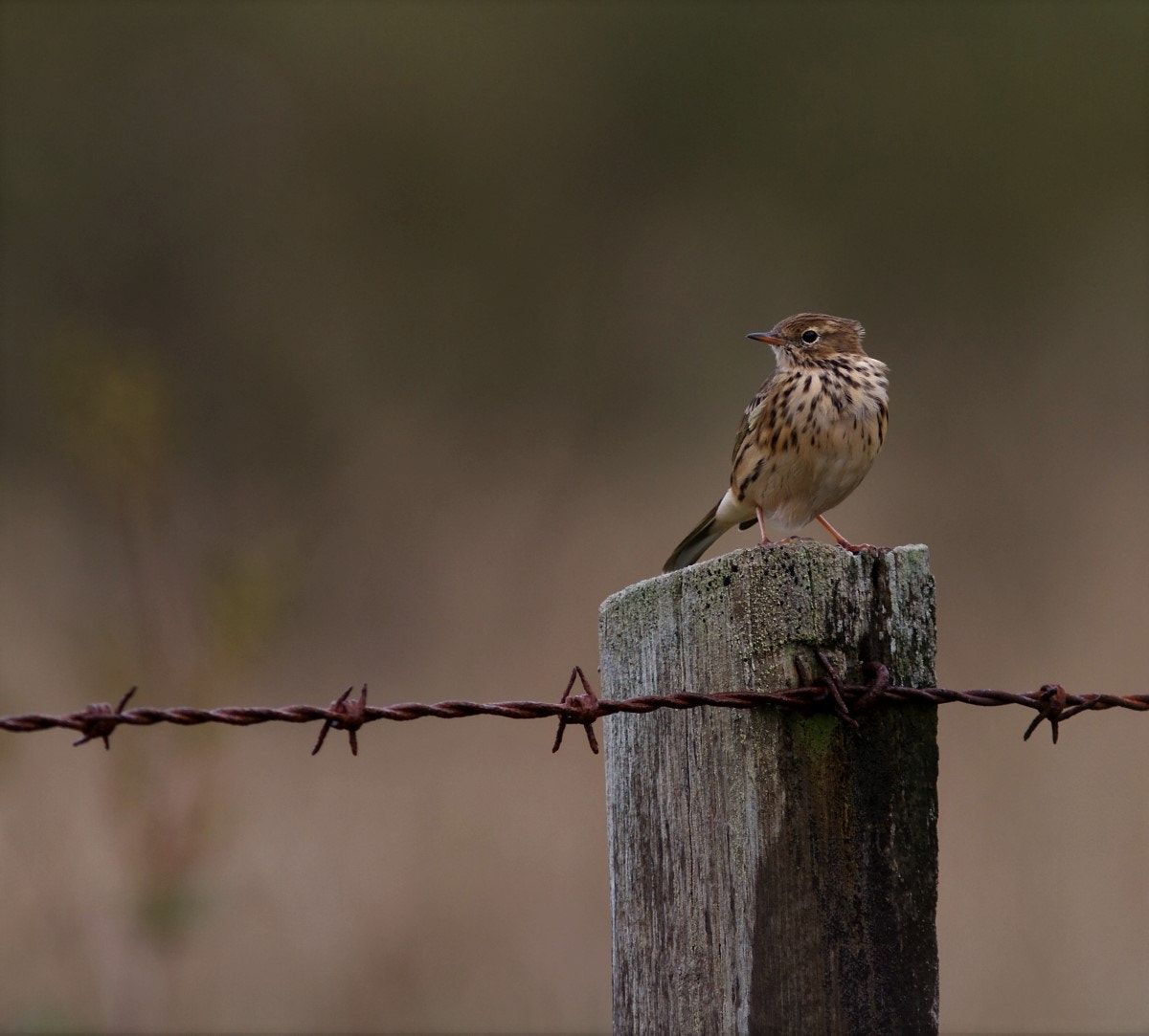 Canon EF 300mm F4L IS USM sample photo. Meadow pipit photography