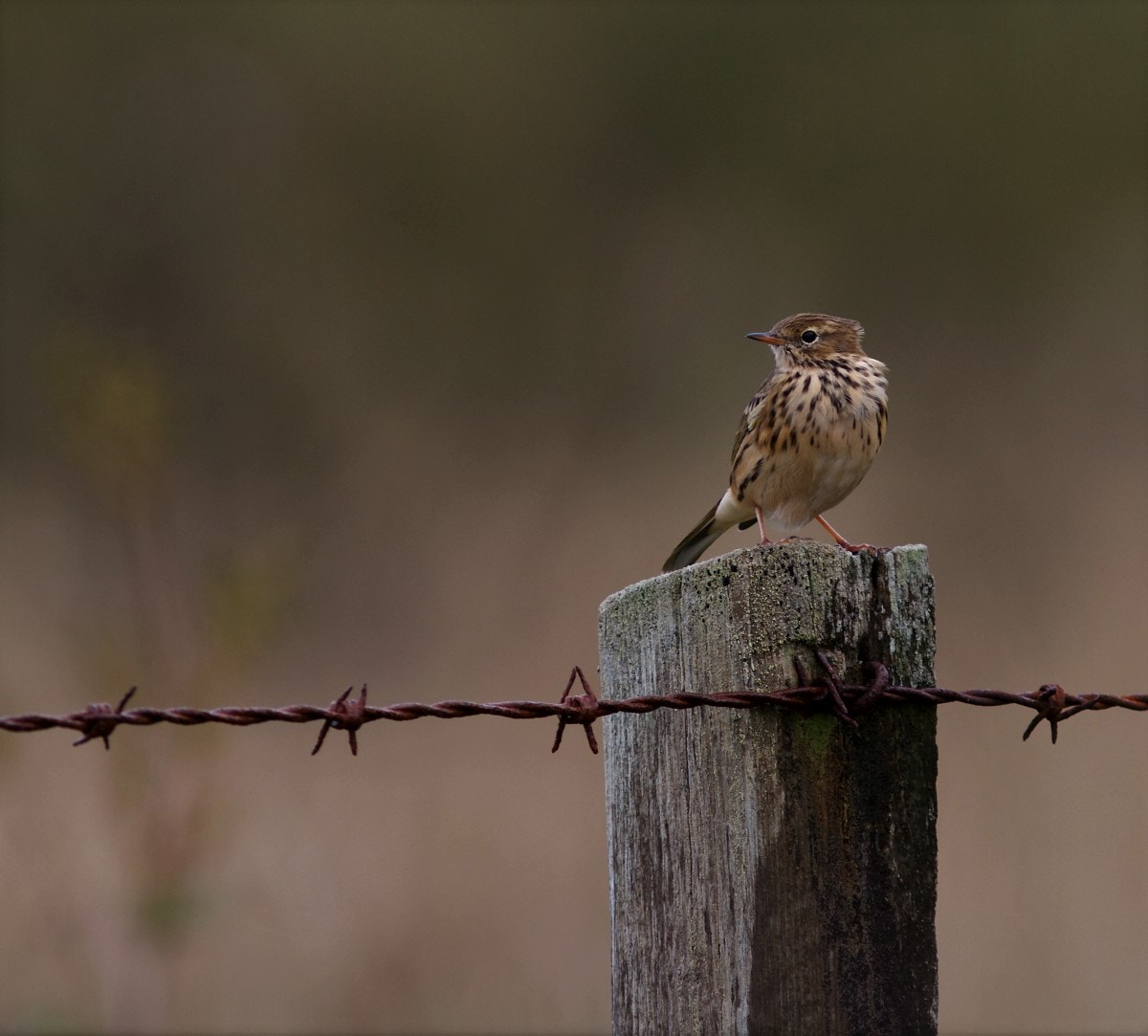 Canon EOS 7D sample photo. Meadow pipit photography