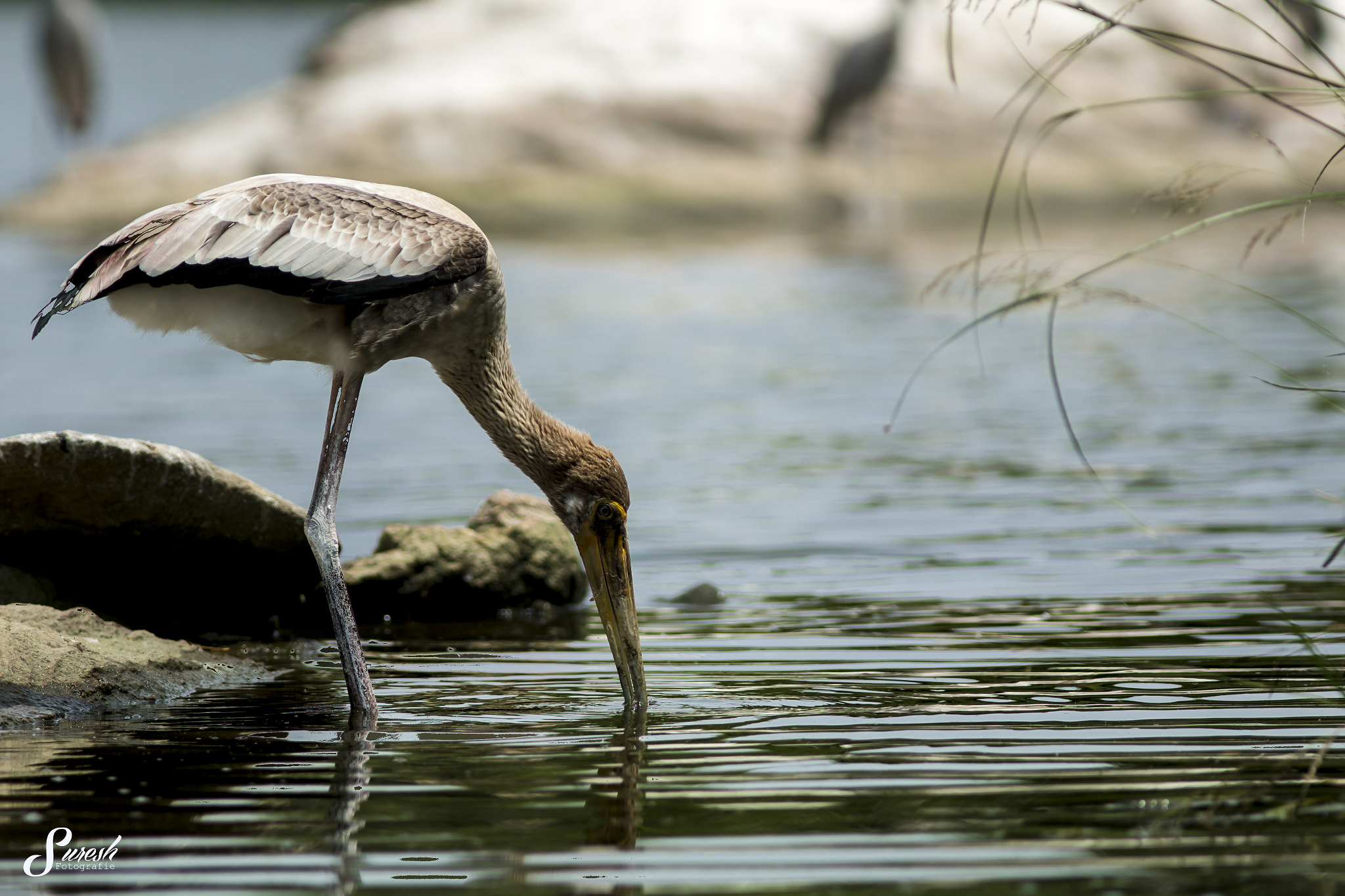 Canon EOS 70D + Canon EF 300mm F4L IS USM sample photo. Feeding photography