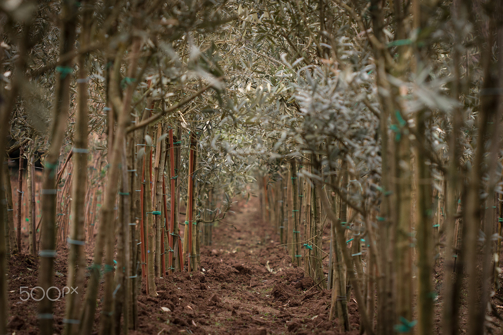 Canon EF 100mm F2.8 Macro USM sample photo. Olive grove photography