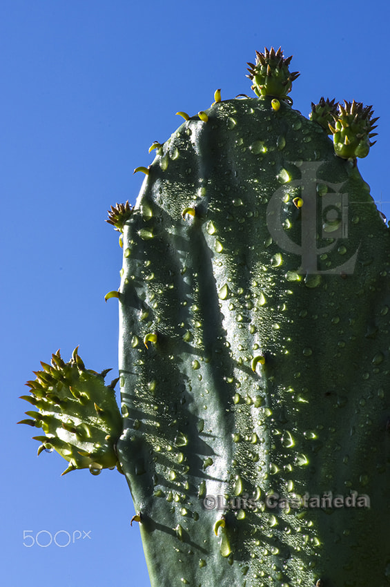 Pentax K-3 sample photo. Cactus photography