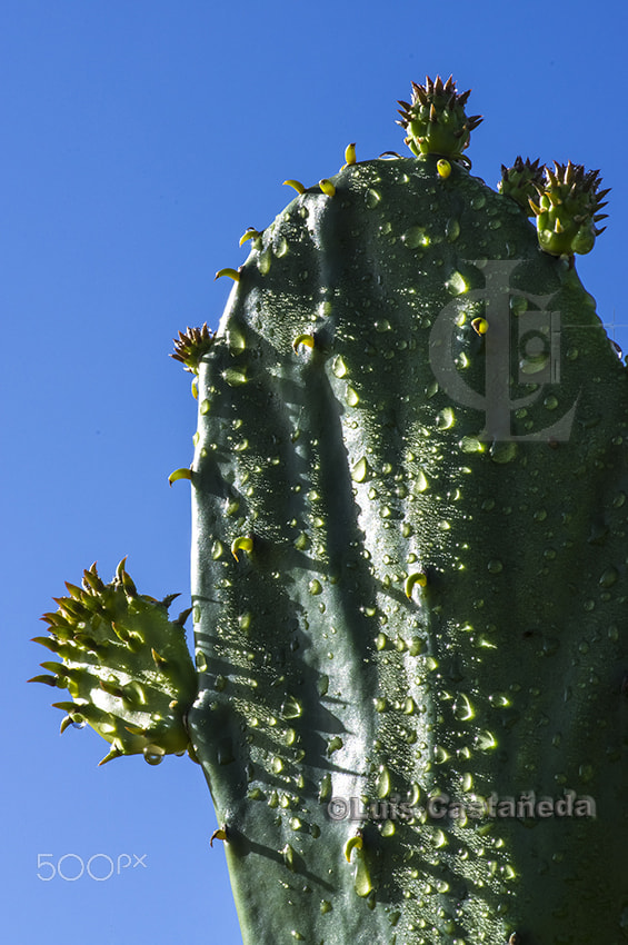 Pentax smc D-FA 100mm F2.8 Macro WR sample photo. Cactus photography