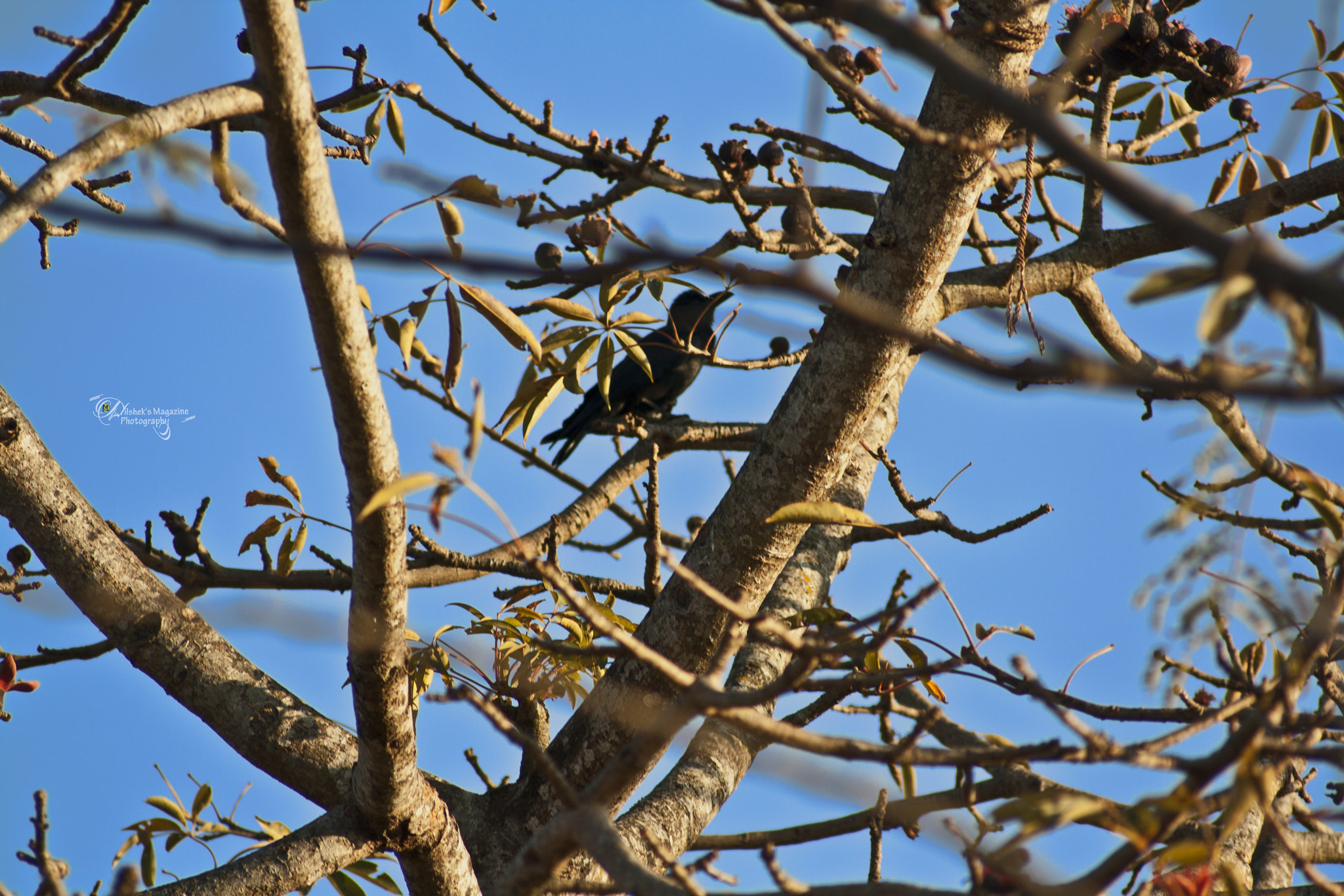 Canon EOS 1000D (EOS Digital Rebel XS / EOS Kiss F) sample photo. Crow n branch photography