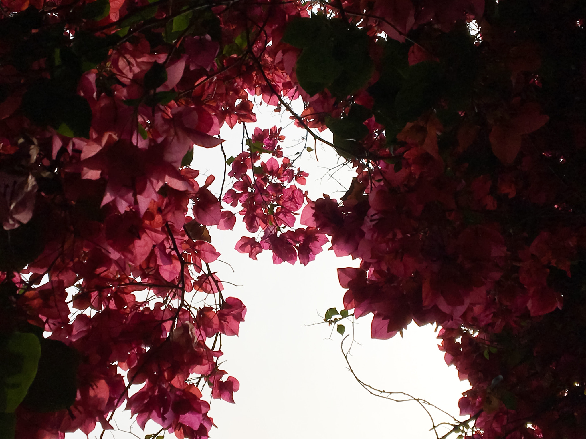 Apple iPhone8,1 sample photo. Just my backyard but with a different perspective. photography