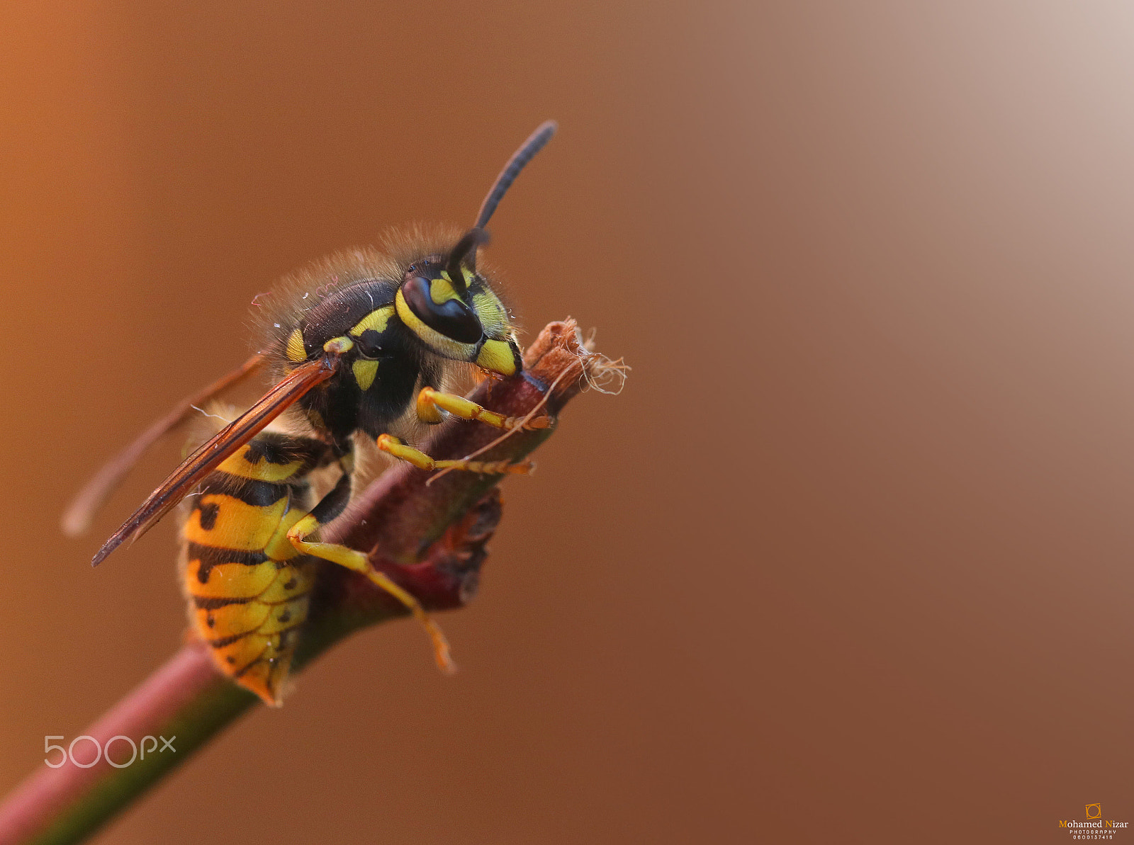 Canon EF-S 60mm F2.8 Macro USM sample photo. Bee photography