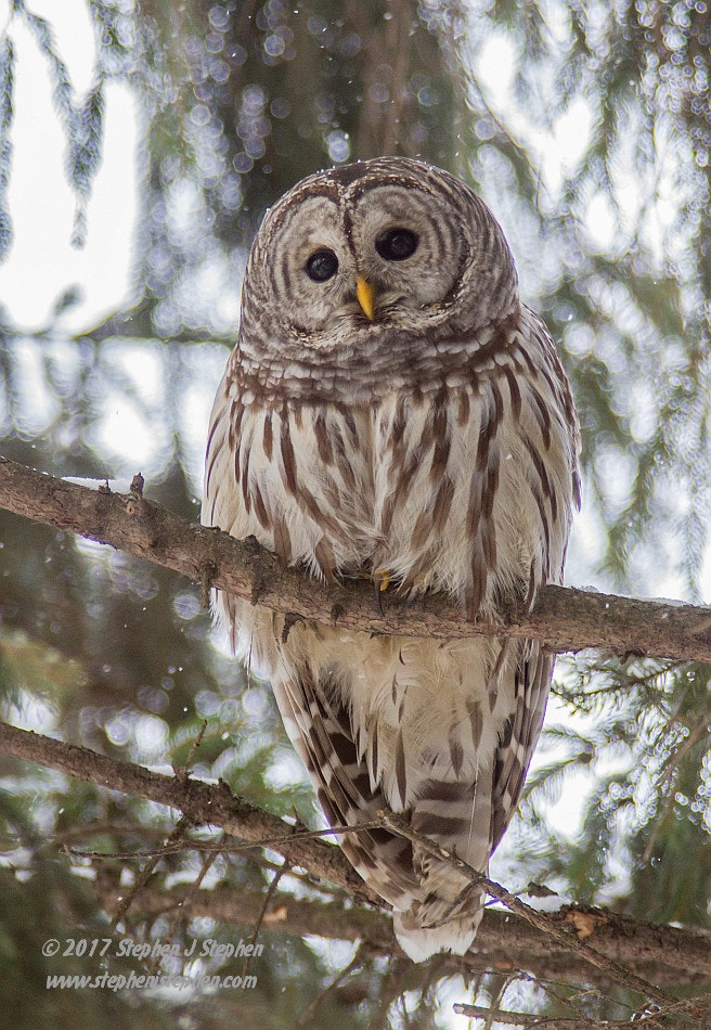 Canon EOS 7D + Canon EF 70-200mm F2.8L USM sample photo. Barred owl photography