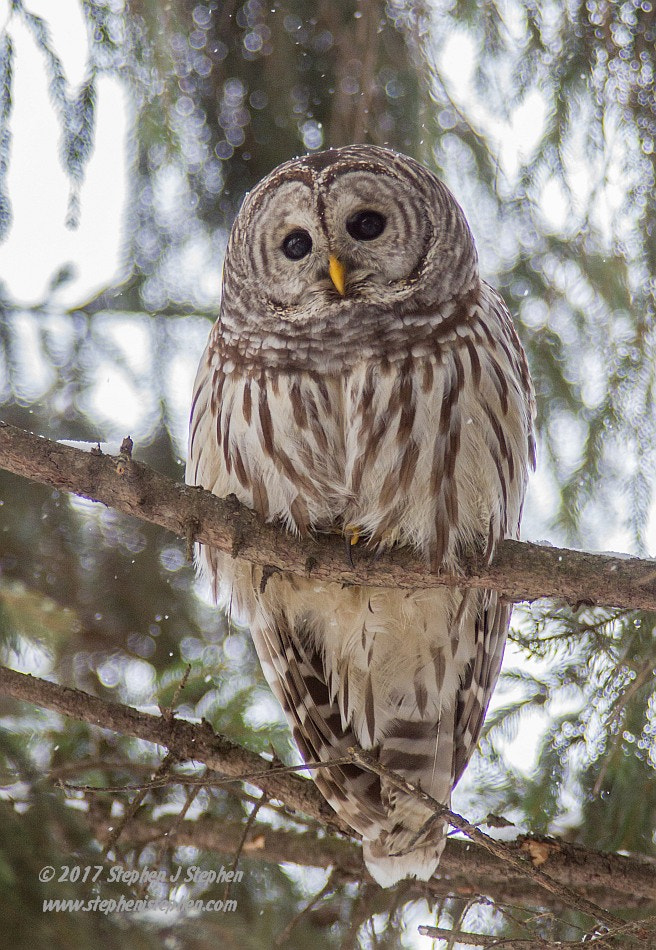 Canon EF 70-200mm F2.8L USM sample photo. Barred owl photography