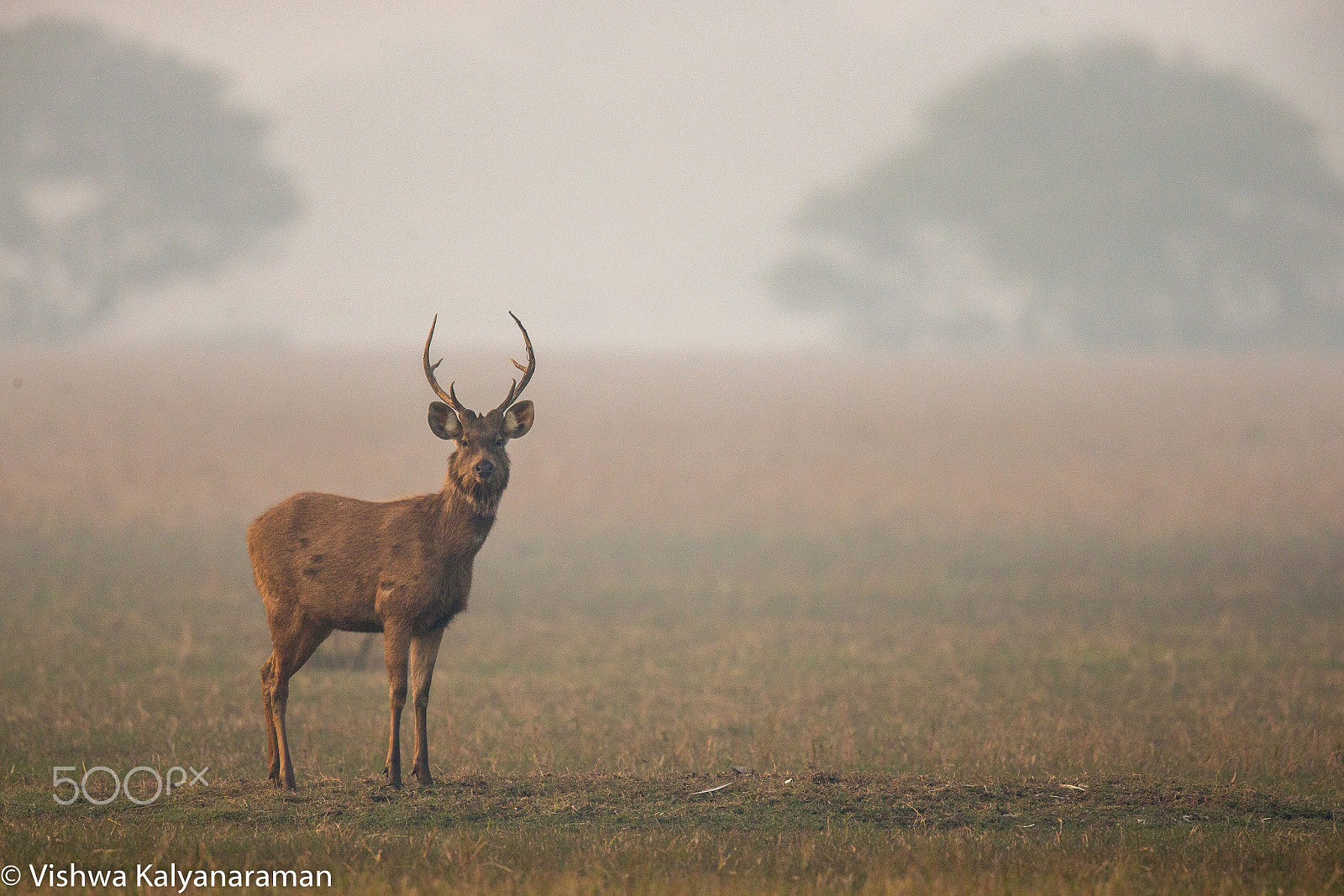 Canon EF 600mm F4L IS II USM sample photo. Sambal deer photography