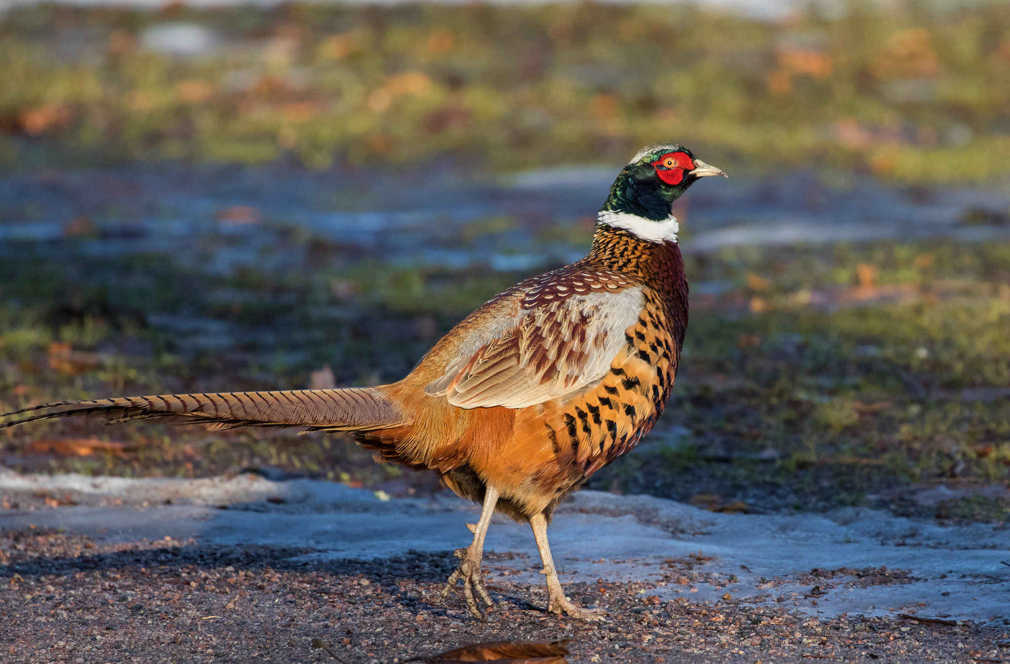 Canon EF 100-400mm F4.5-5.6L IS USM sample photo. Common pheasant photography