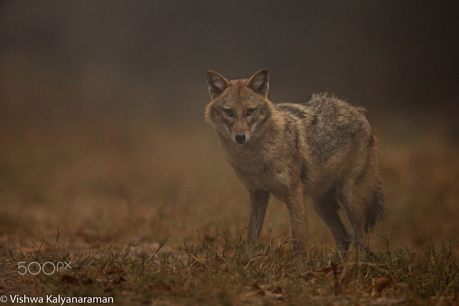 Canon EF 600mm F4L IS II USM sample photo. Indian jackal photography