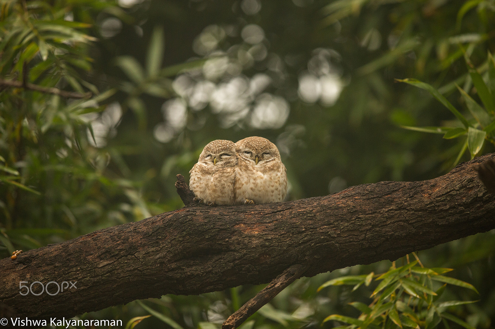 Canon EF 600mm F4L IS II USM sample photo. Owlets in the cold photography