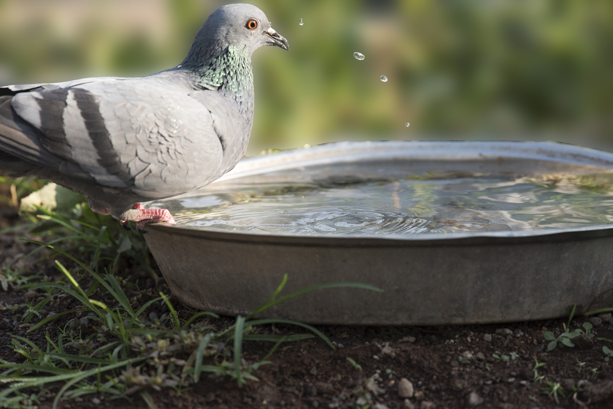 Nikon Nikkor AF-S 300mm F4E PF ED VR sample photo. Drinking water photography