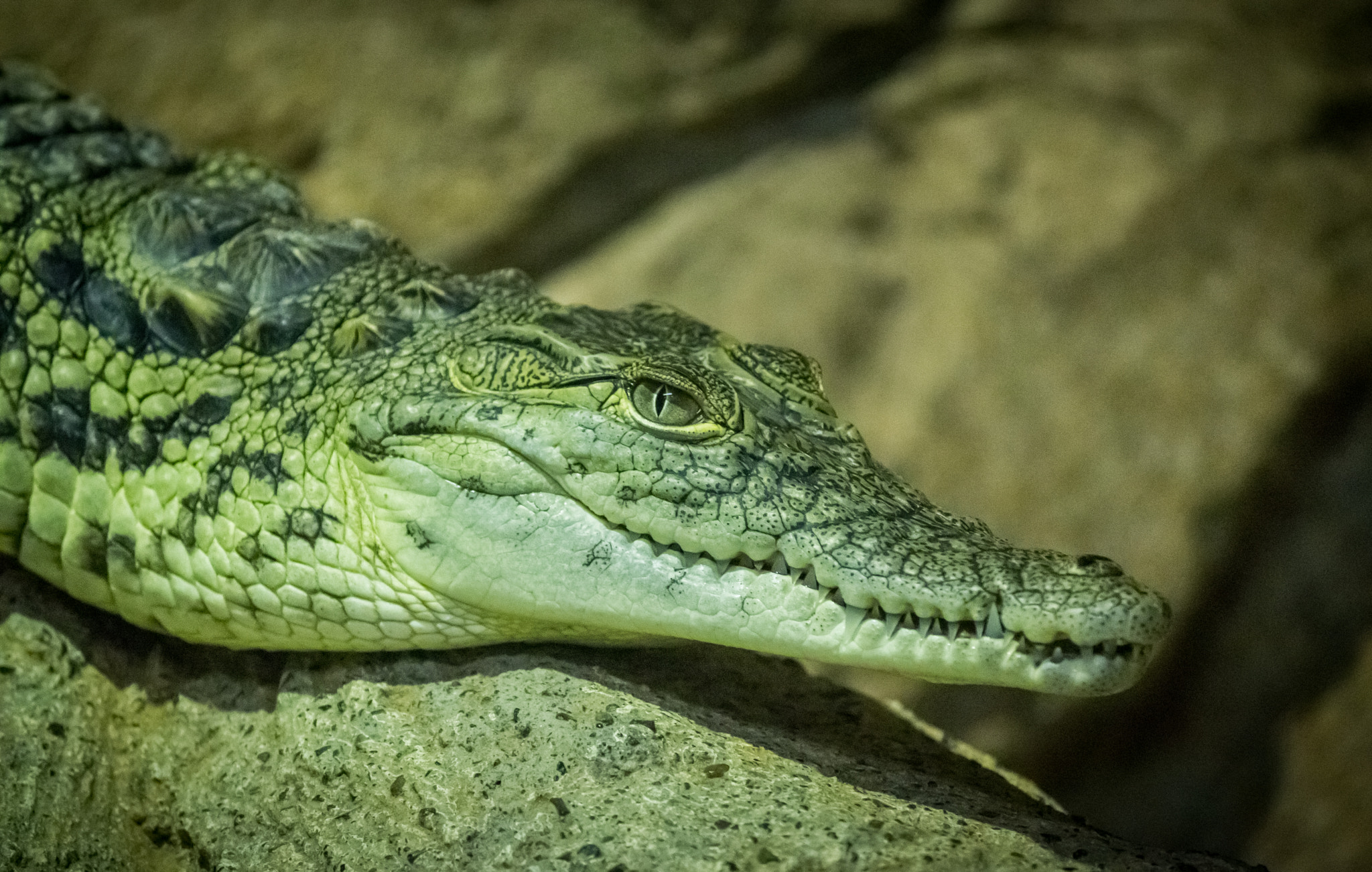 Canon EF-S 55-250mm F4-5.6 IS II sample photo. Eye of the crocodile photography