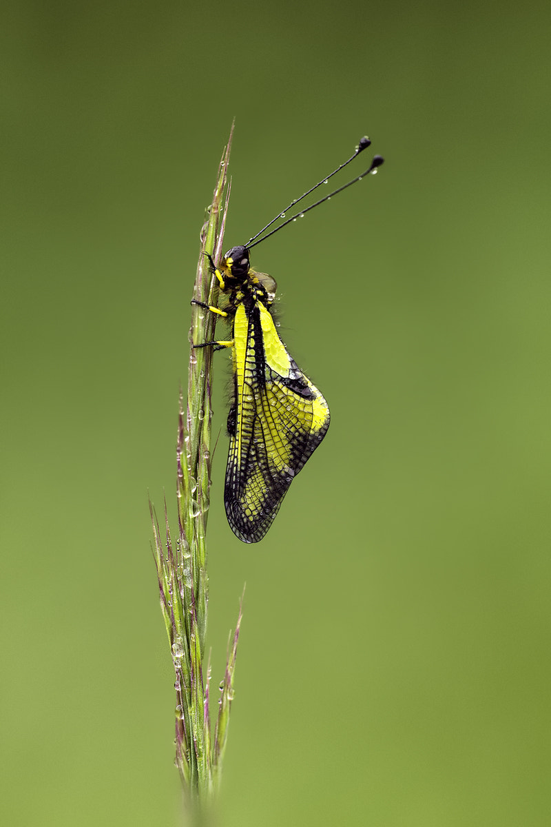 Canon EF 180mm F3.5L Macro USM sample photo. Owlfly photography