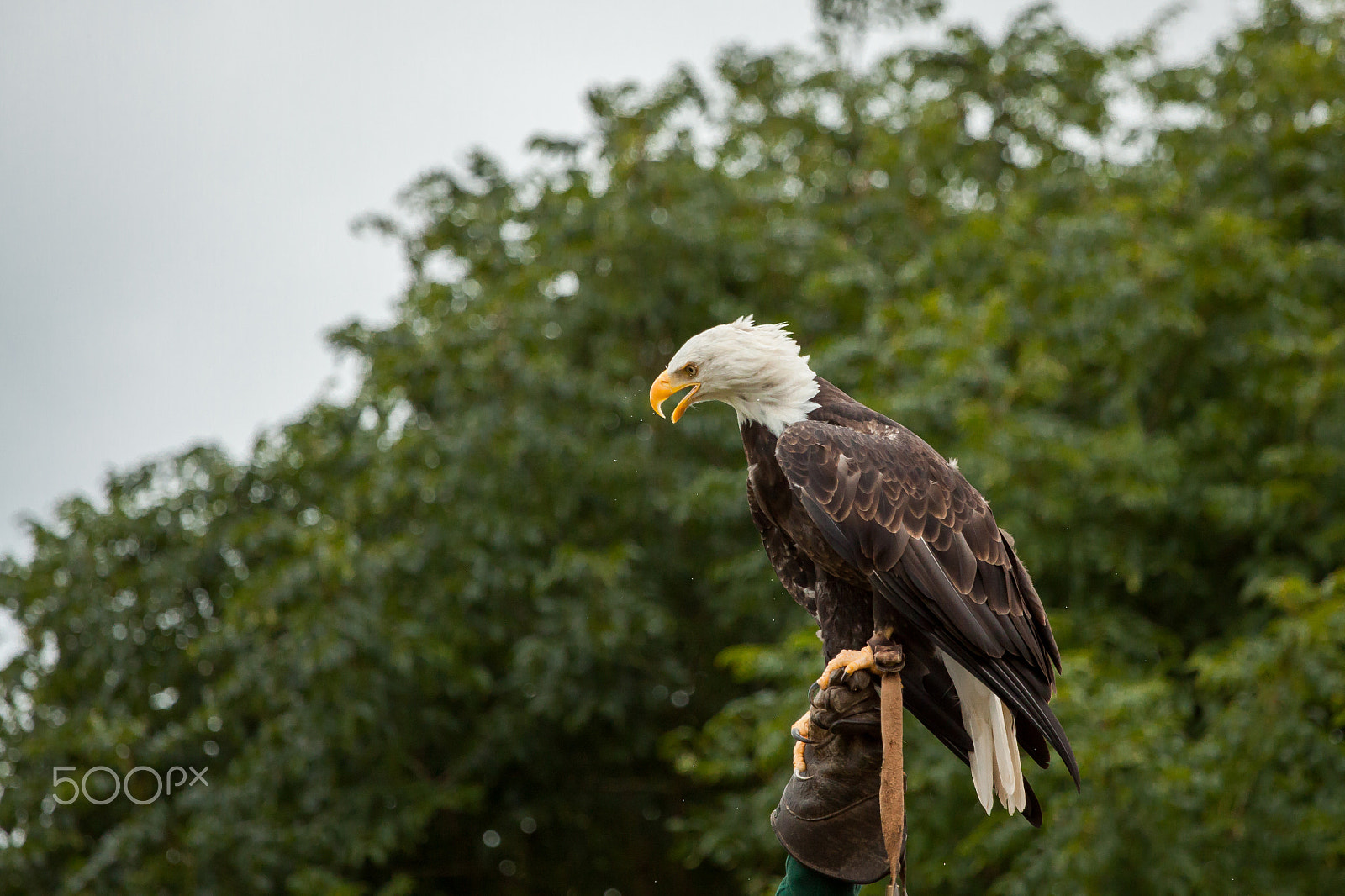 Canon EOS 50D + Canon EF 70-200mm F4L USM sample photo. Eagle photography