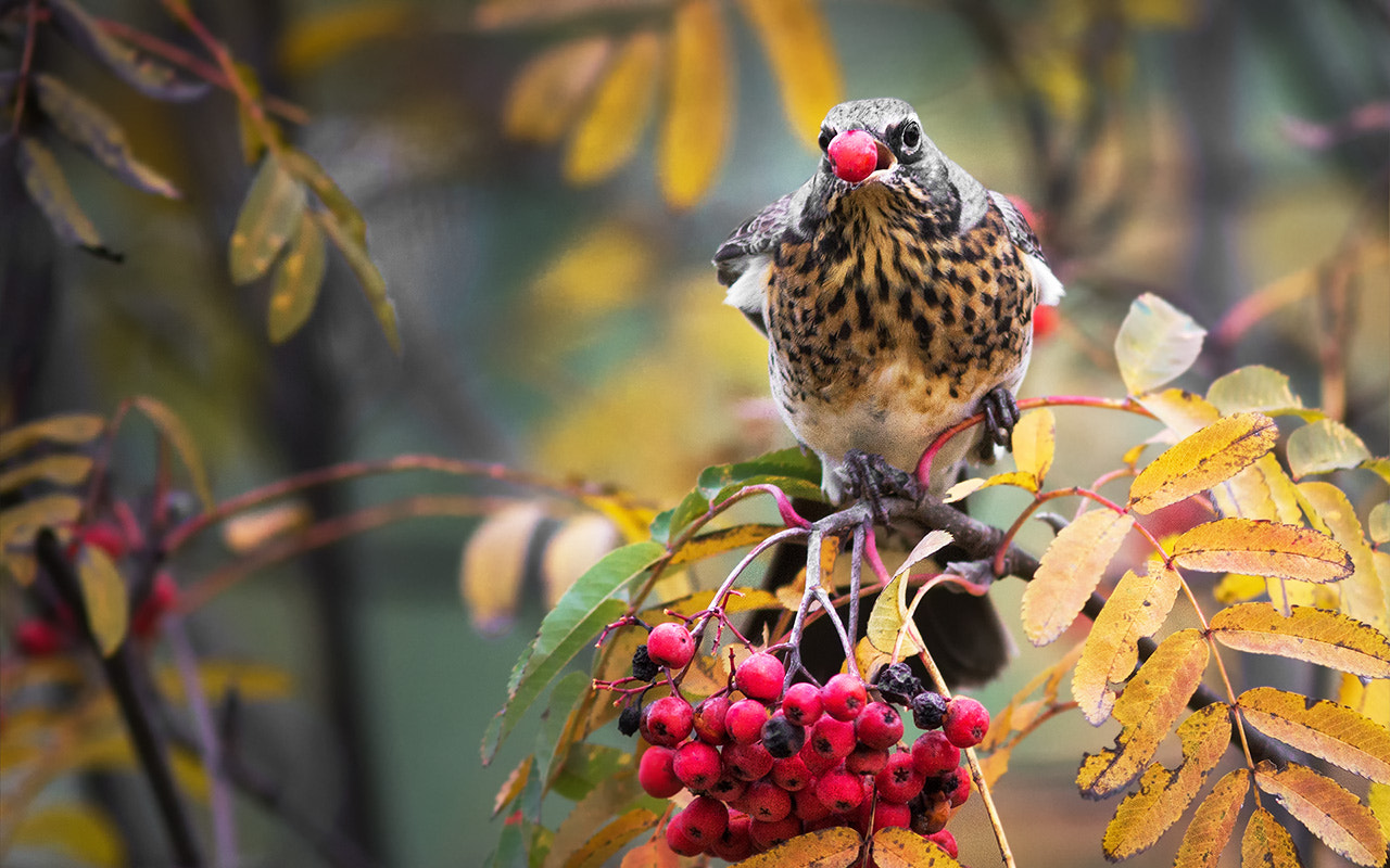 Canon EOS 7D + Canon EF 300mm F4L IS USM sample photo. Осеннее лакомство photography