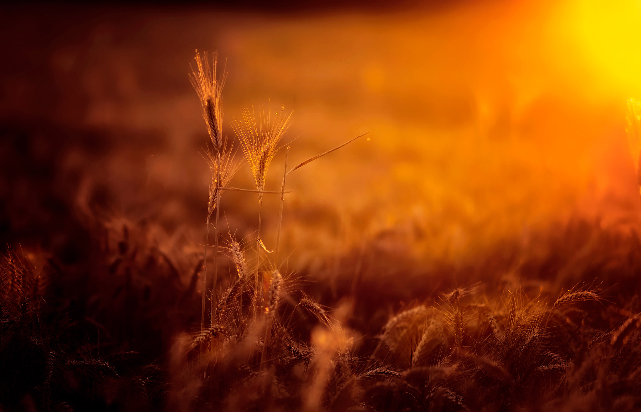 Nikon D600 + AF DC-Nikkor 135mm f/2D sample photo. Cuando un atardecer te enamora. photography