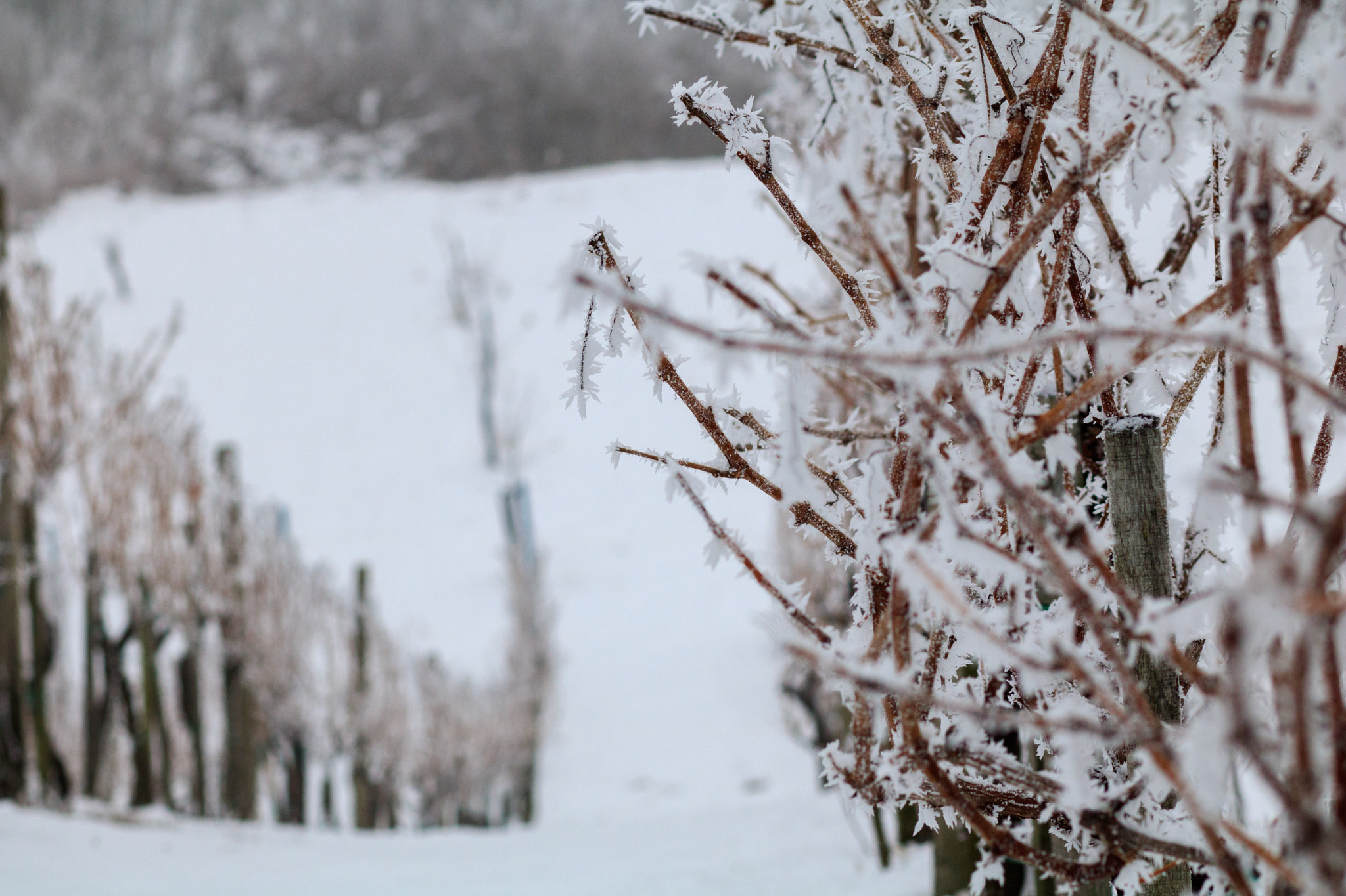 Canon EOS 760D (EOS Rebel T6s / EOS 8000D) + Canon EF 85mm F1.8 USM sample photo. Frozen photography