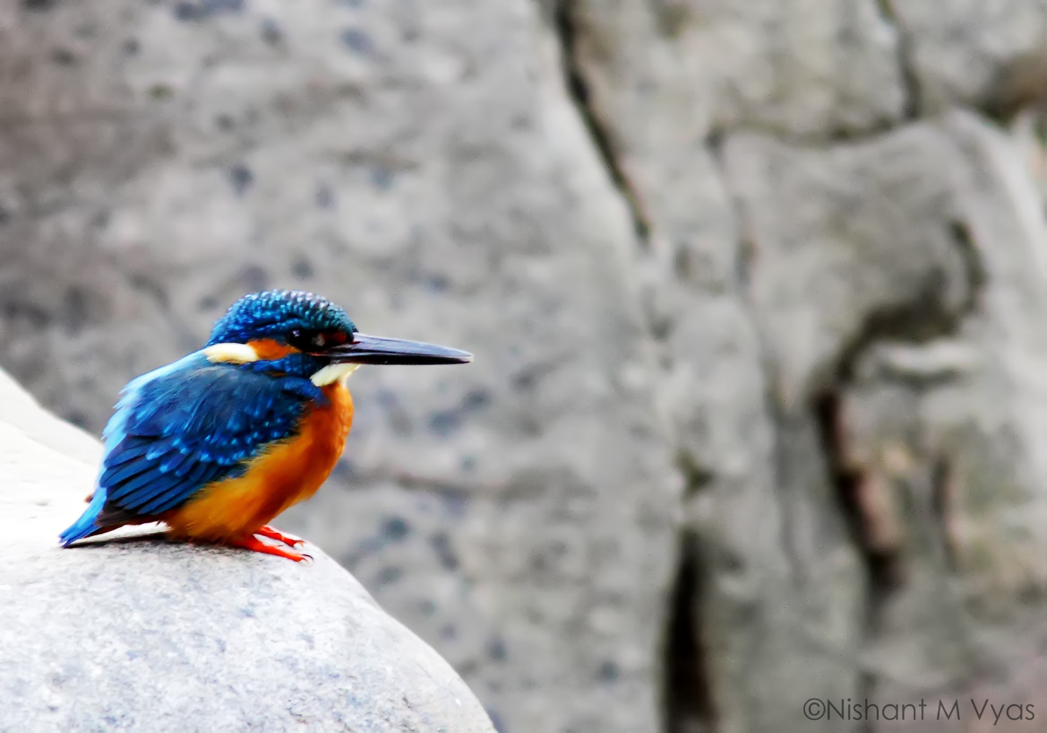 Sigma 150-500mm F5-6.3 DG OS HSM sample photo. Kfc photography