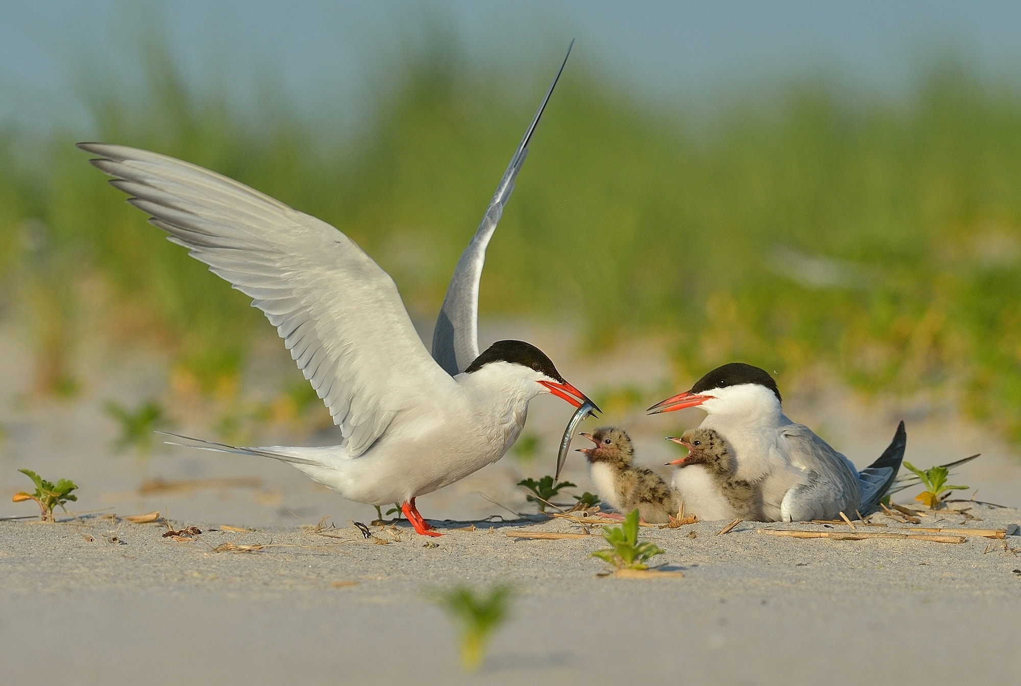 Nikon D4 sample photo. Sterna hirundo photography
