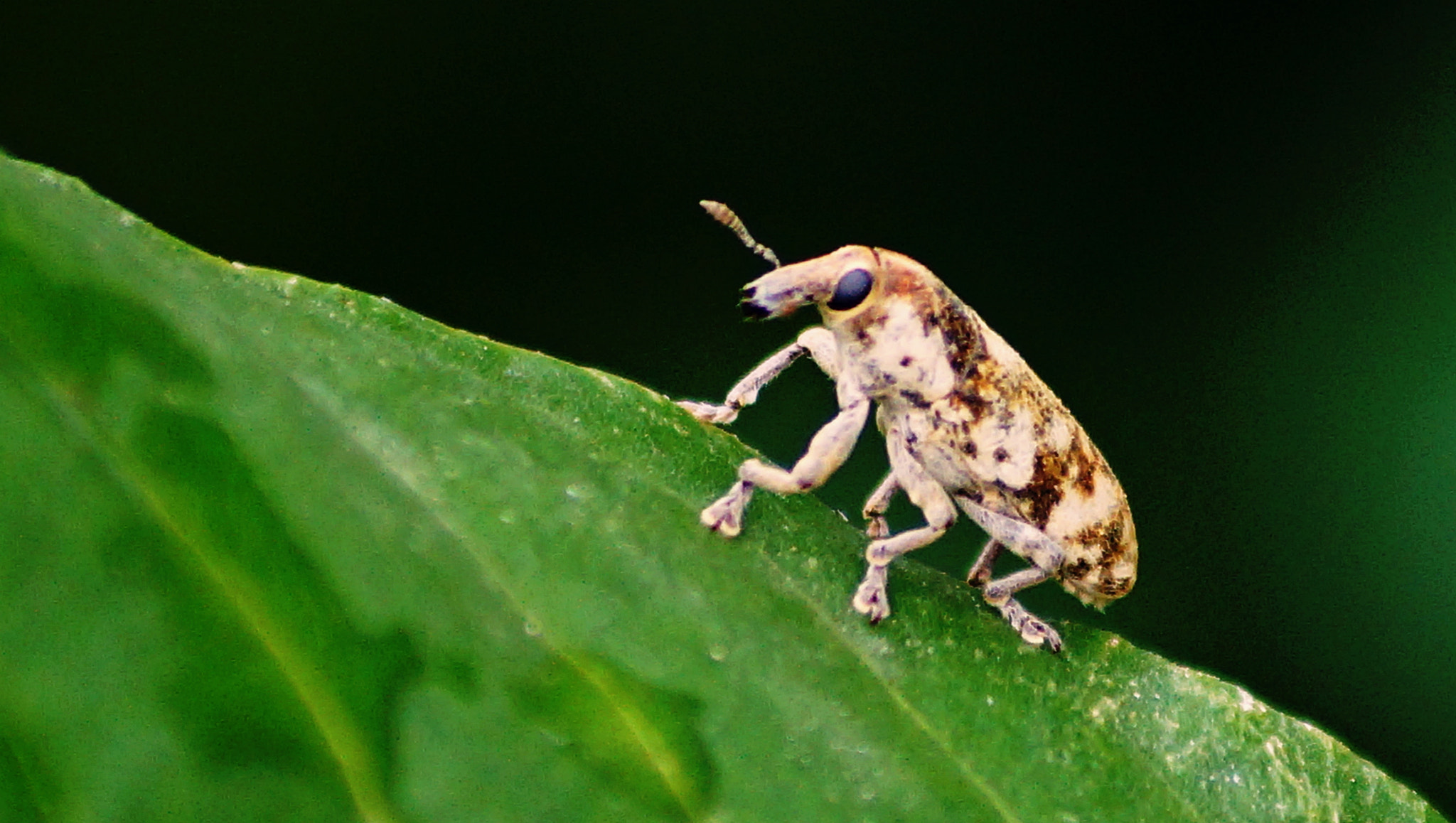 Sony DT 55-200mm F4-5.6 SAM sample photo. We will, weevil rock you! photography