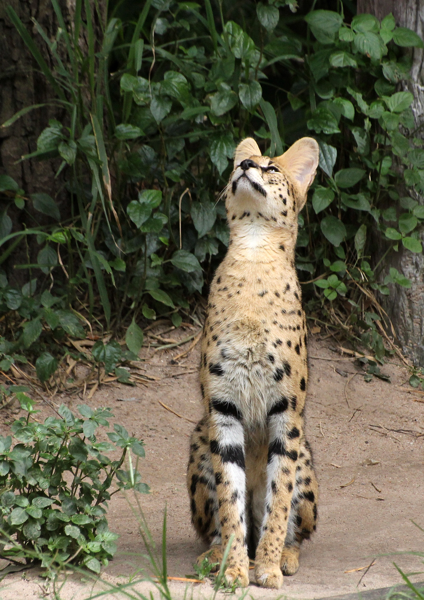 Sigma 70-300mm F4-5.6 APO DG Macro sample photo. Ocelot photography