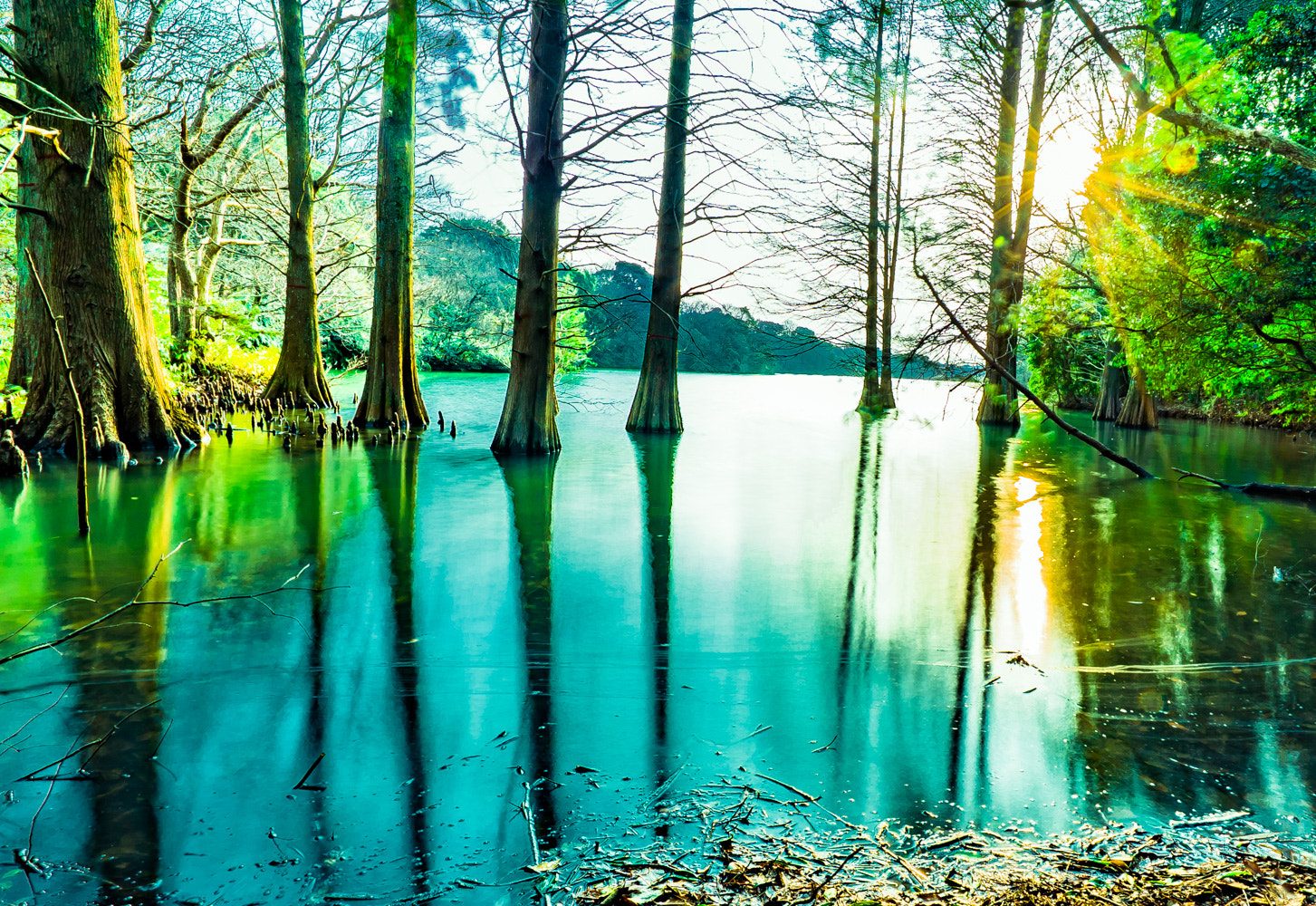 Sony a7S sample photo. Tree of rakushou in fukuoka photography