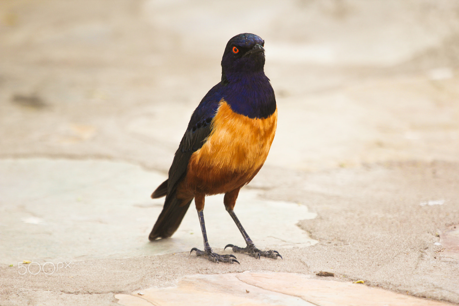 Canon EF 100-400mm F4.5-5.6L IS USM sample photo. Beautiful bird in the tanzanian wild photography