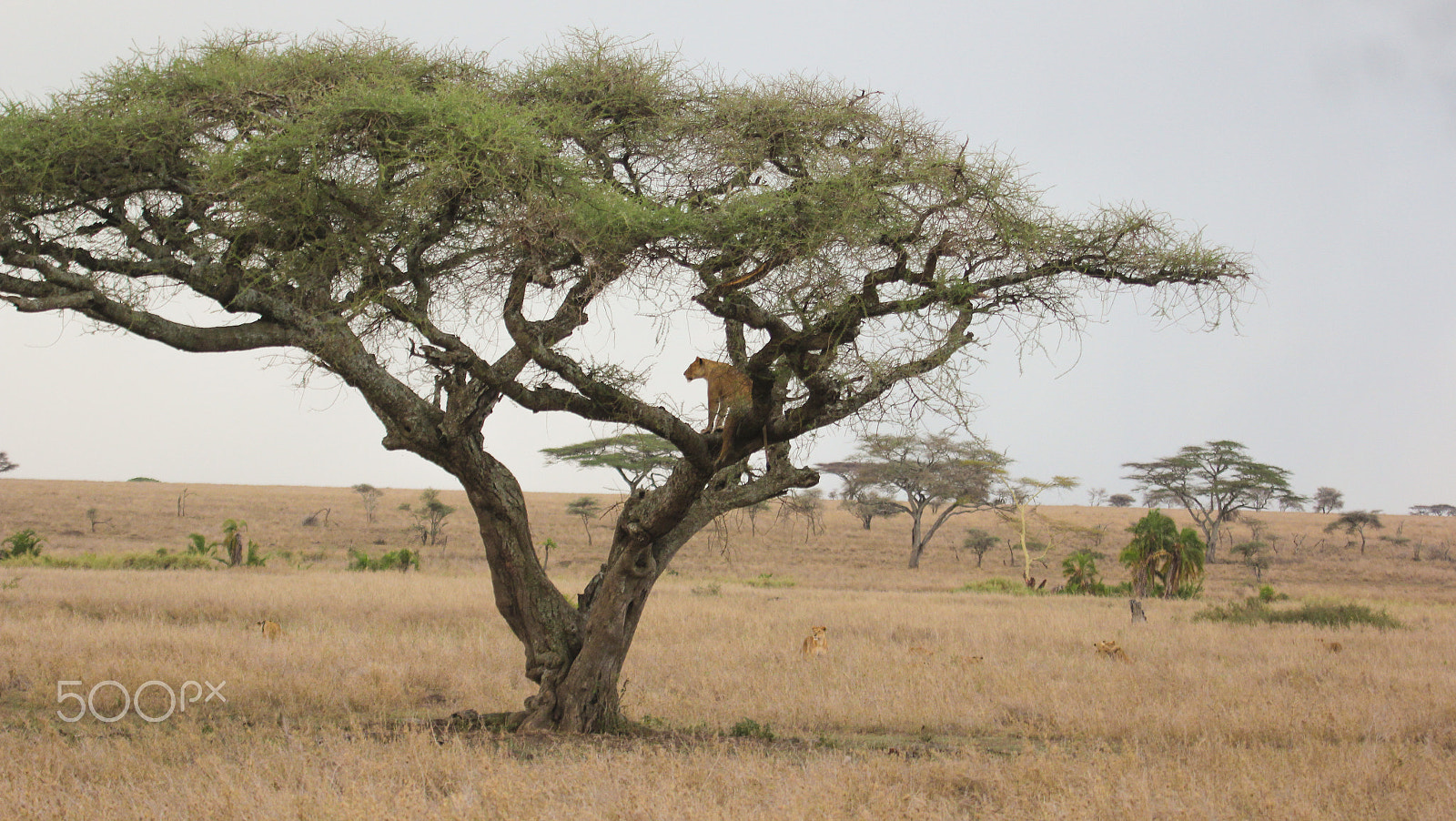Canon EF 100-400mm F4.5-5.6L IS USM sample photo. Lioness on a tree - 1 photography