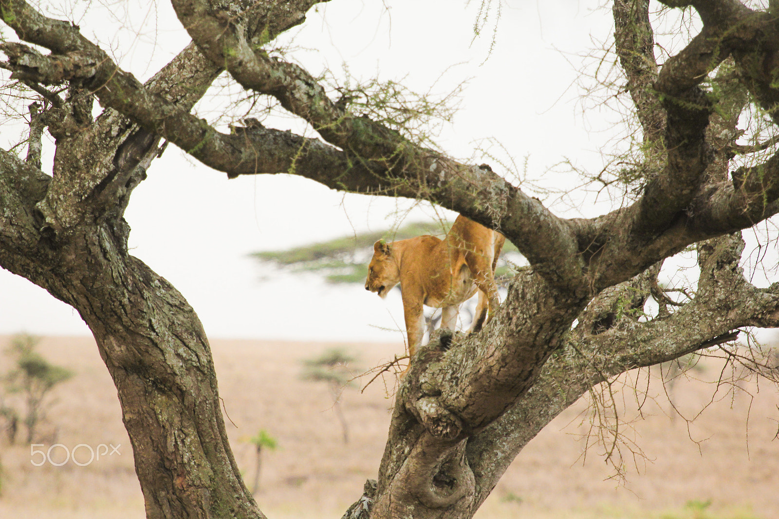 Canon EF 100-400mm F4.5-5.6L IS USM sample photo. Lioness on a tree - 2 photography