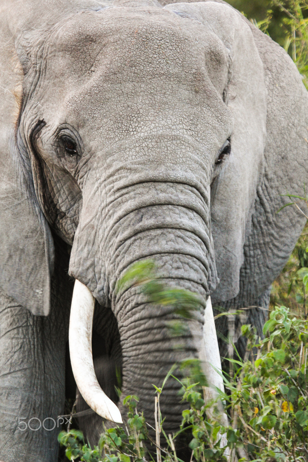 Canon EF 100-400mm F4.5-5.6L IS USM sample photo. The great african elephant photography