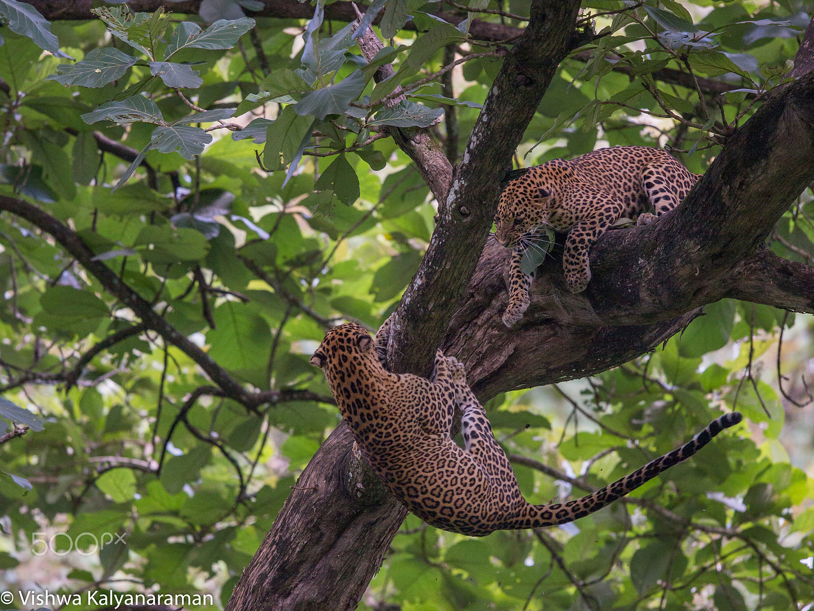 Canon EF 600mm F4L IS II USM sample photo. Leopard fight photography