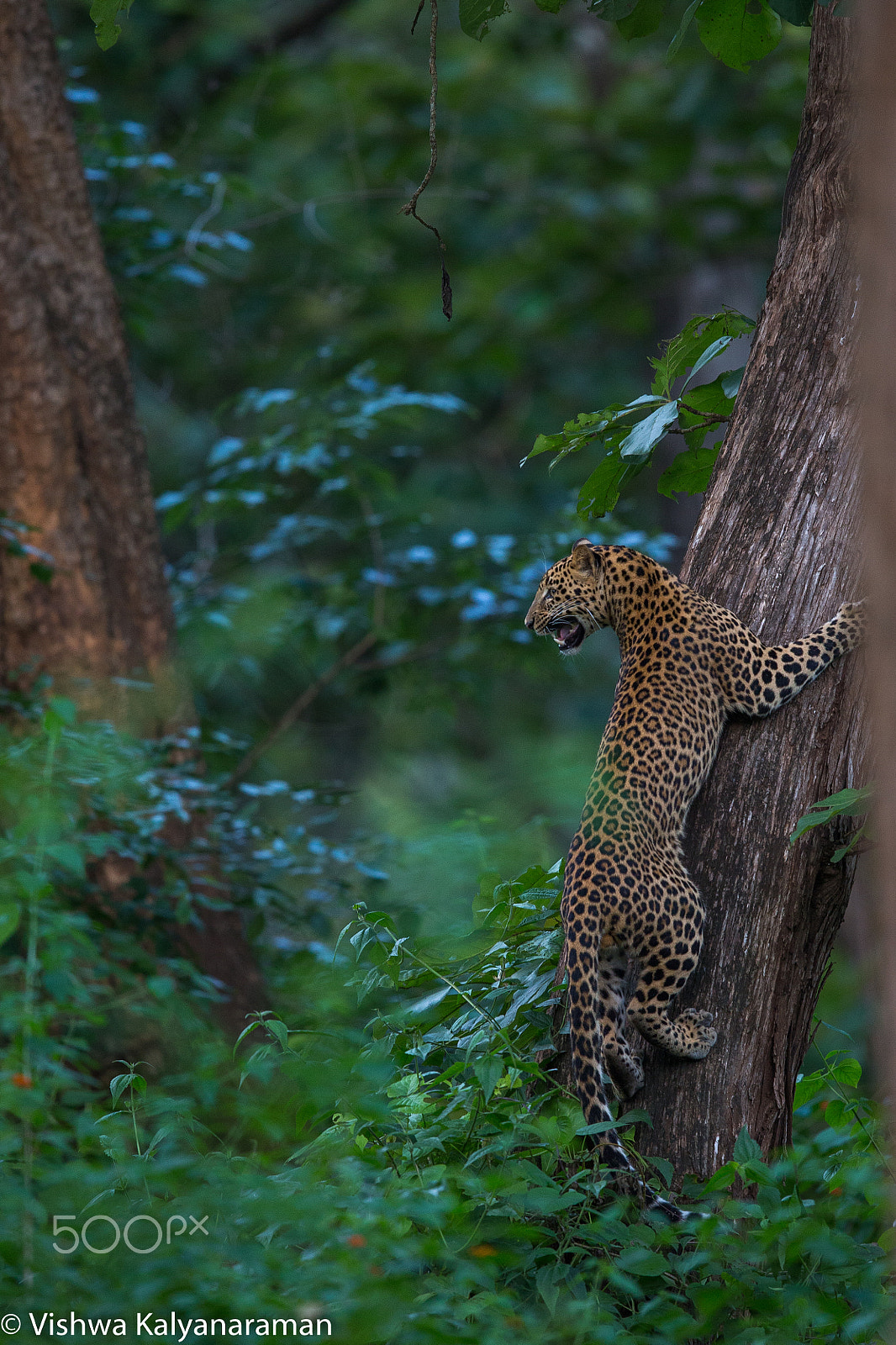 Canon EF 600mm F4L IS II USM sample photo. Leopard snarl photography