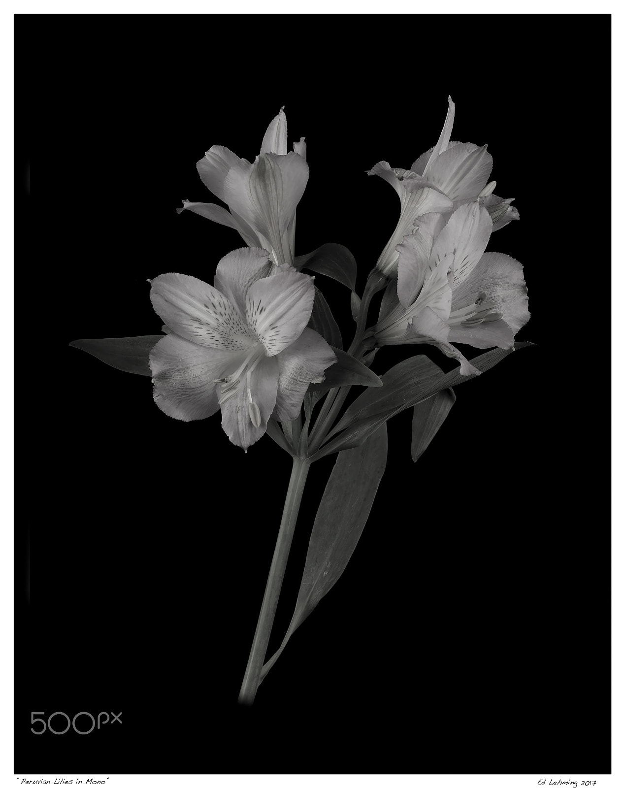 Nikon D800 + Tamron SP 90mm F2.8 Di VC USD 1:1 Macro sample photo. Peruvian lilies in mono photography