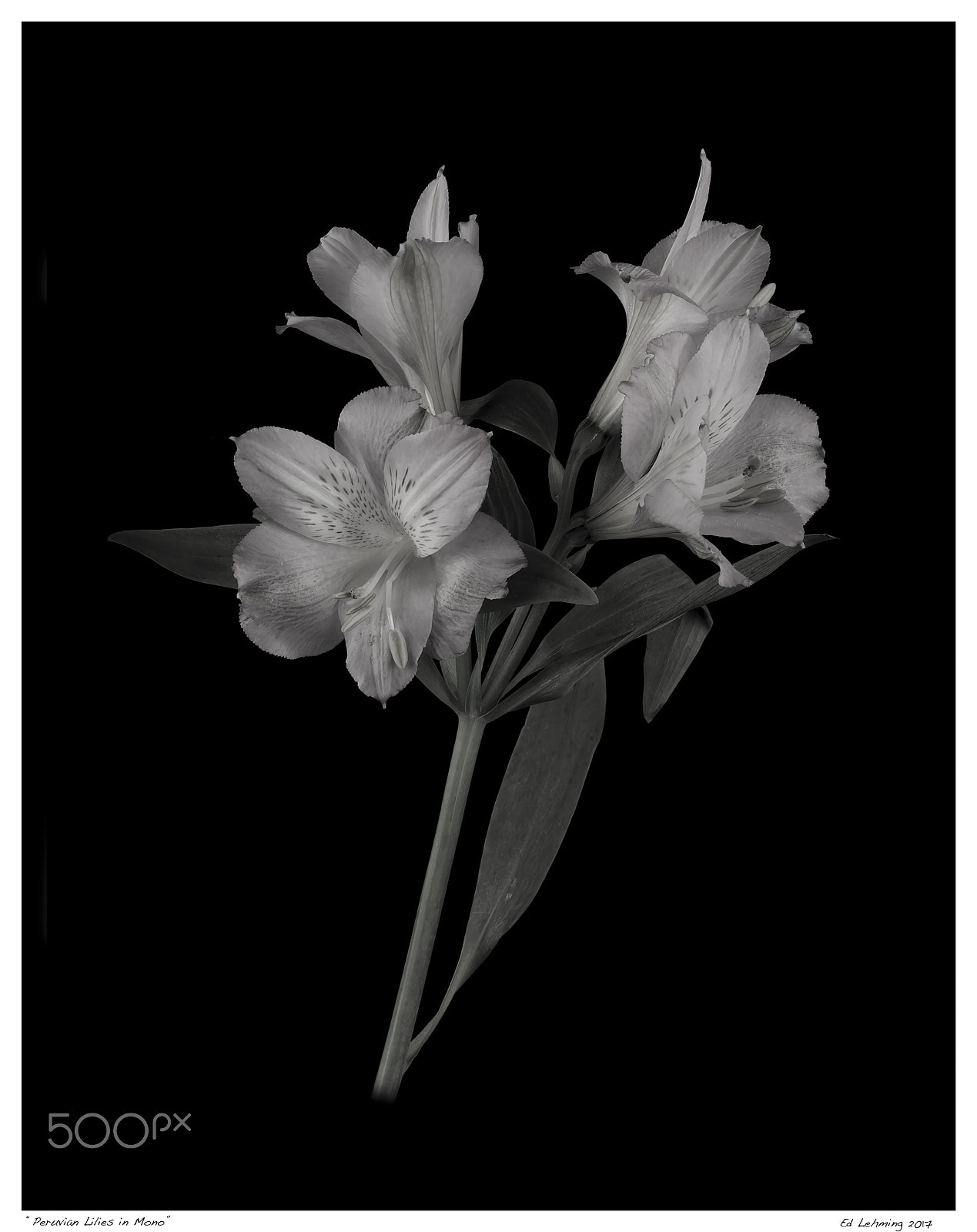 Nikon D800 sample photo. Peruvian lilies in mono photography