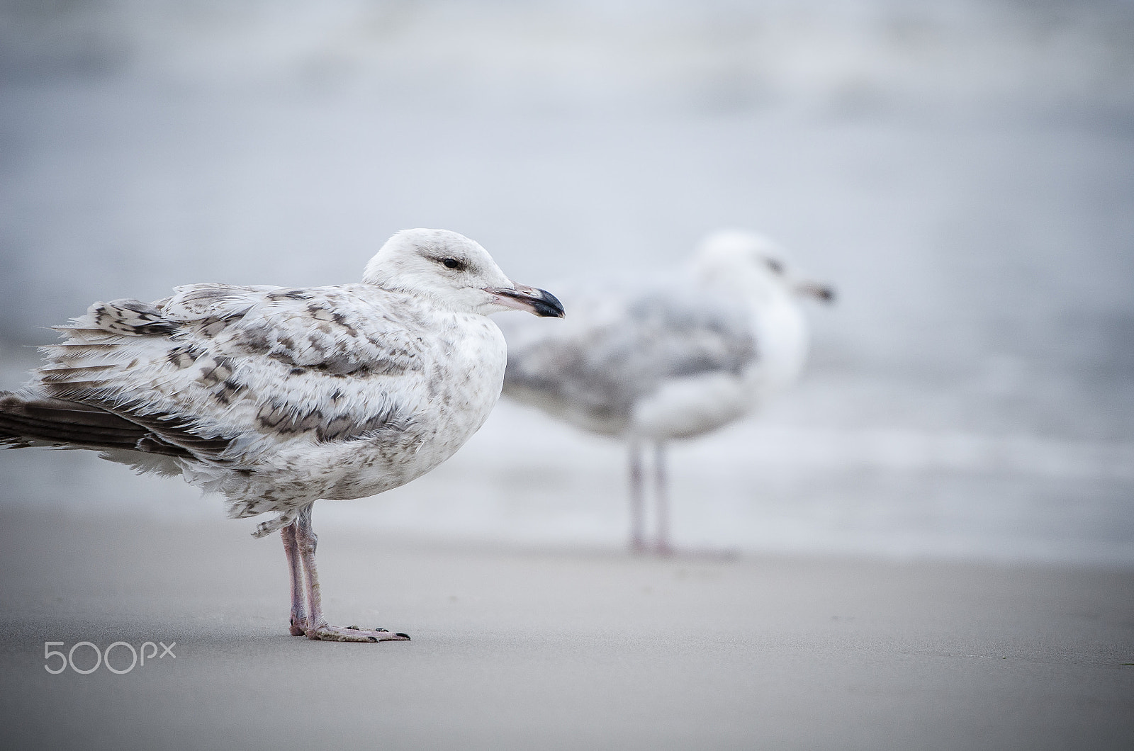 Nikon AF-S Nikkor 70-200mm F2.8G ED VR II sample photo. Seagull photography