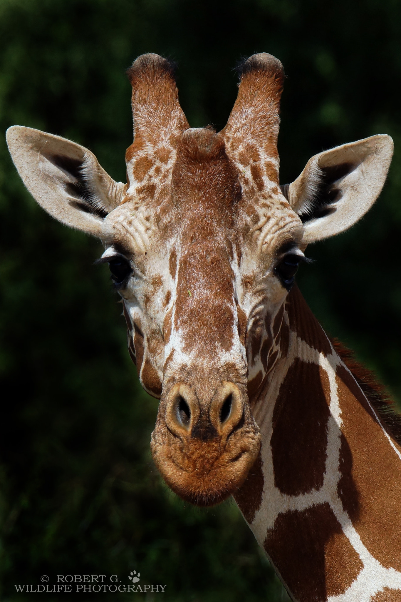 Sony SLT-A77 + Tamron SP 150-600mm F5-6.3 Di VC USD sample photo. Giraffe portrait  masai mara 2016 photography