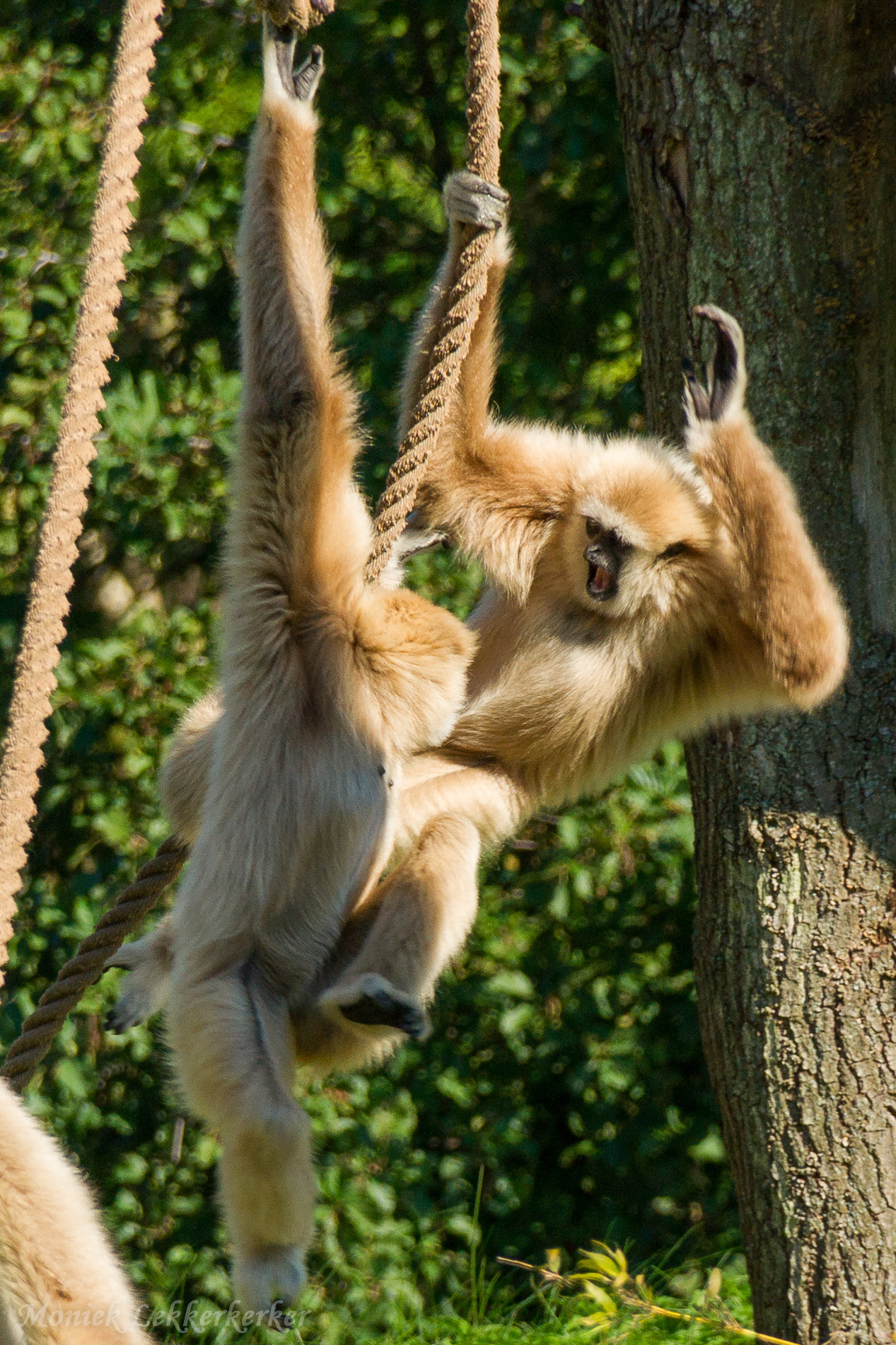 Sony Alpha DSLR-A500 + Sony DT 18-250mm F3.5-6.3 sample photo. Fighting monkey's at safaripark beekse bergen photography