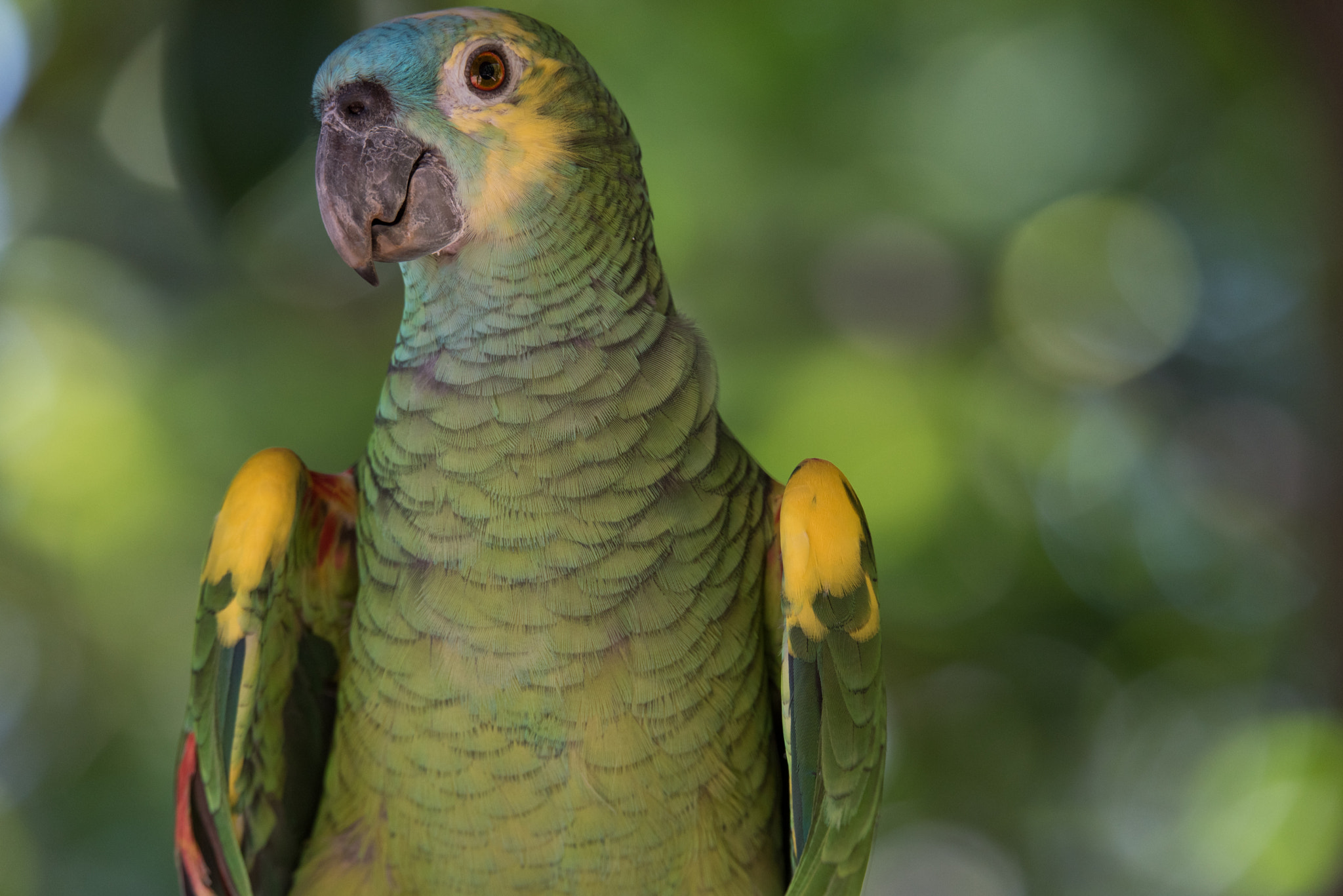 Sigma 150-600mm F5-6.3 DG OS HSM | S sample photo. Parrot photography