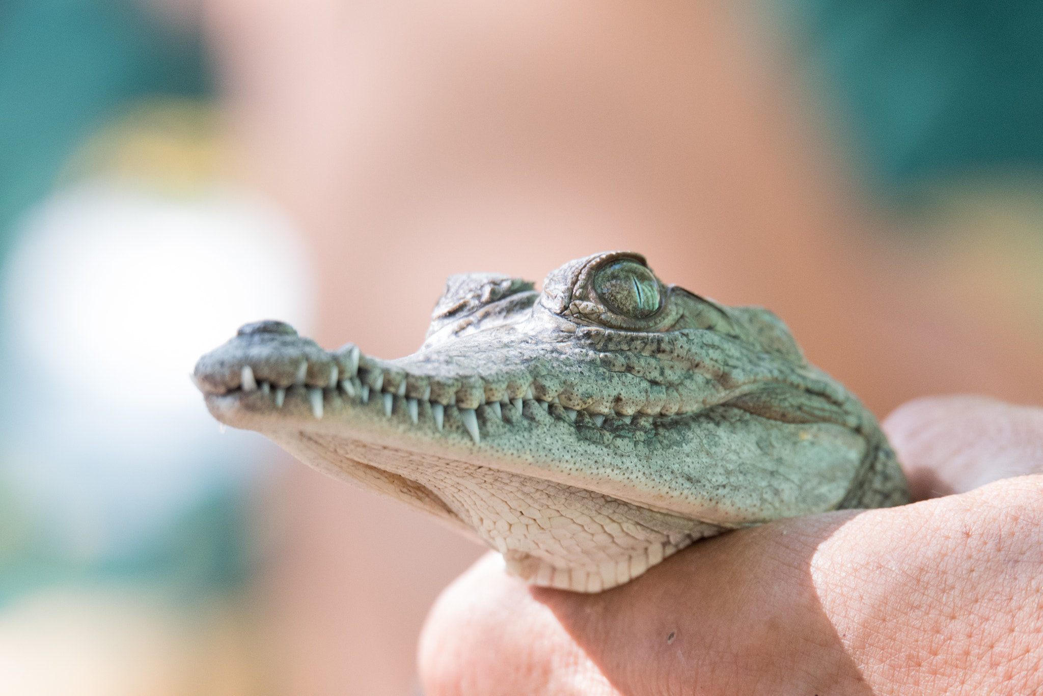 Nikon D750 + Sigma 150-600mm F5-6.3 DG OS HSM | S sample photo. Small crocodile photography