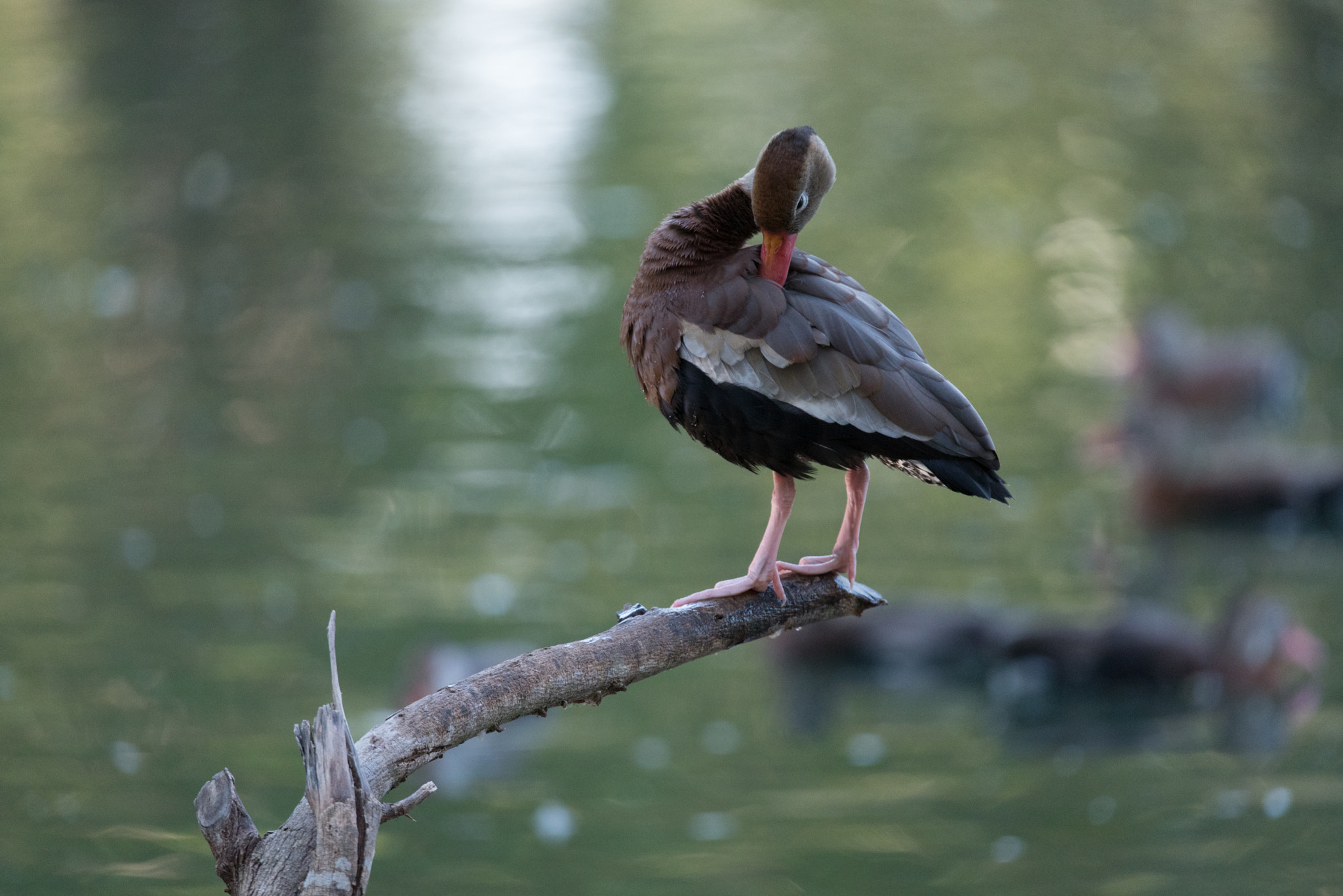 Nikon D750 + Sigma 150-600mm F5-6.3 DG OS HSM | S sample photo. Duck photography