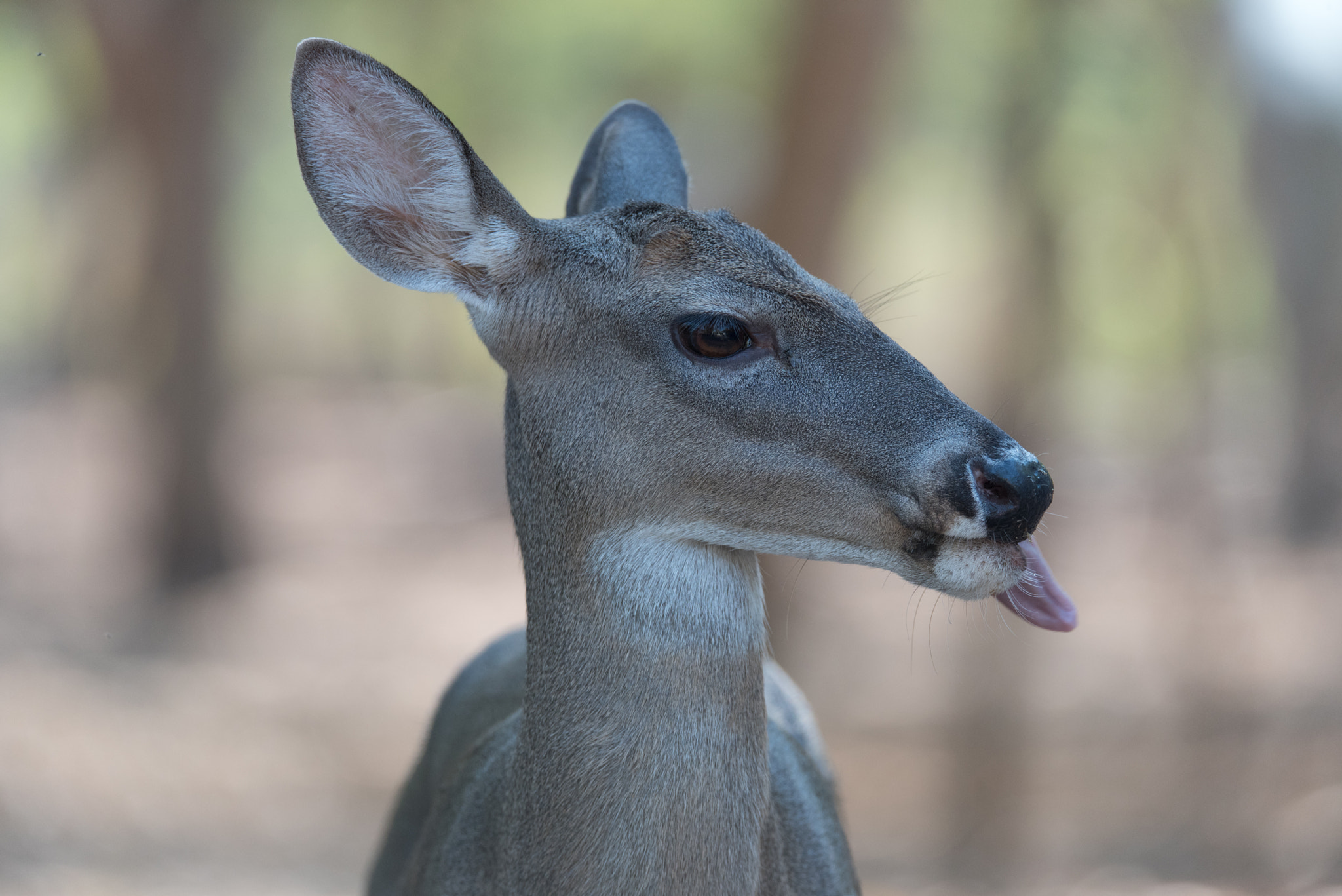 Nikon D750 + Sigma 150-600mm F5-6.3 DG OS HSM | S sample photo. Funny deer photography