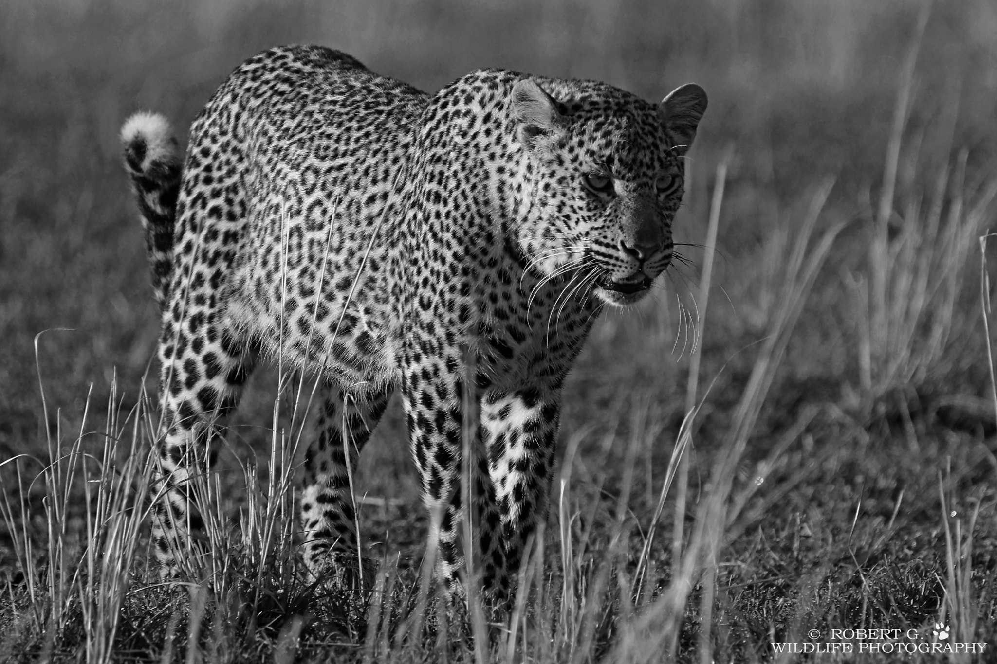 Sony SLT-A77 + Tamron SP 150-600mm F5-6.3 Di VC USD sample photo. Leopard   black and white serie photography