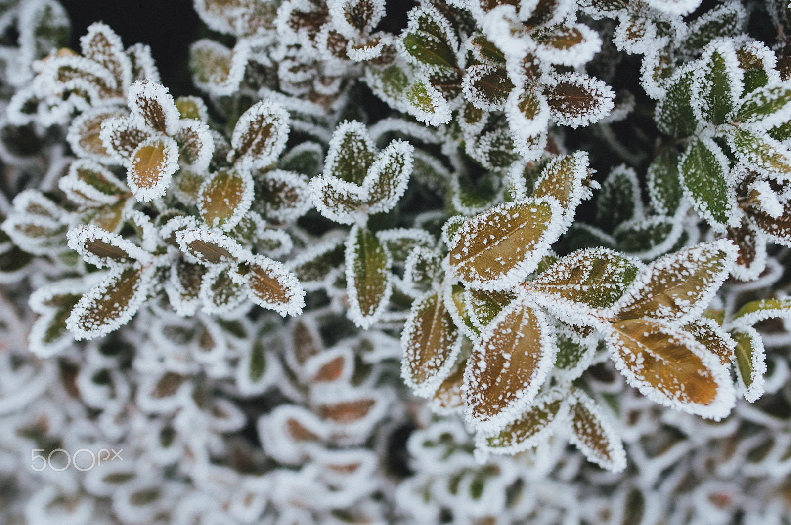 Nikon D90 + Nikon AF-S Nikkor 24mm F1.8G ED sample photo. Hoarfrost photography