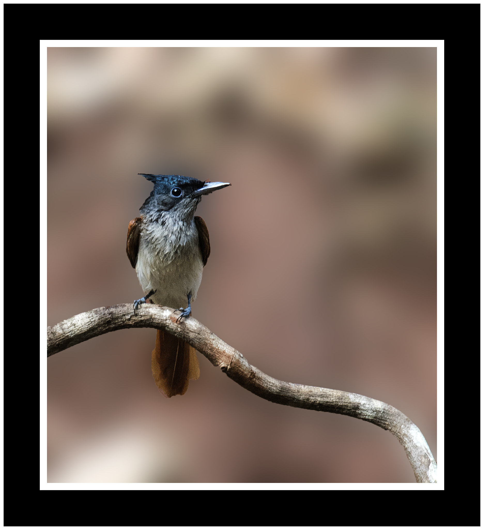 Nikon Nikkor AF-S 300mm F4E PF ED VR sample photo. Asian paradise flycatcher photography